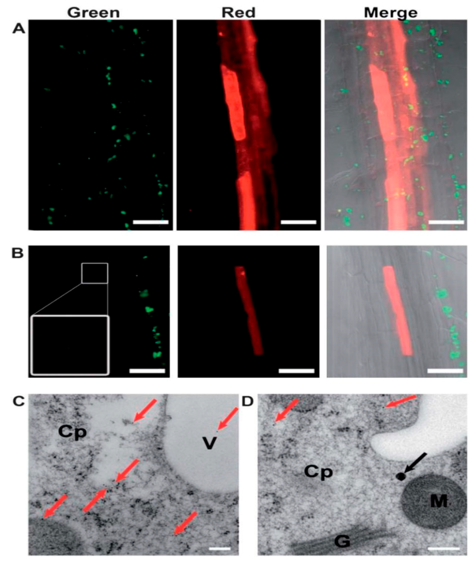 Pharmaceutics 11 00077 g006 Pharmaceutics 11 00077 g006