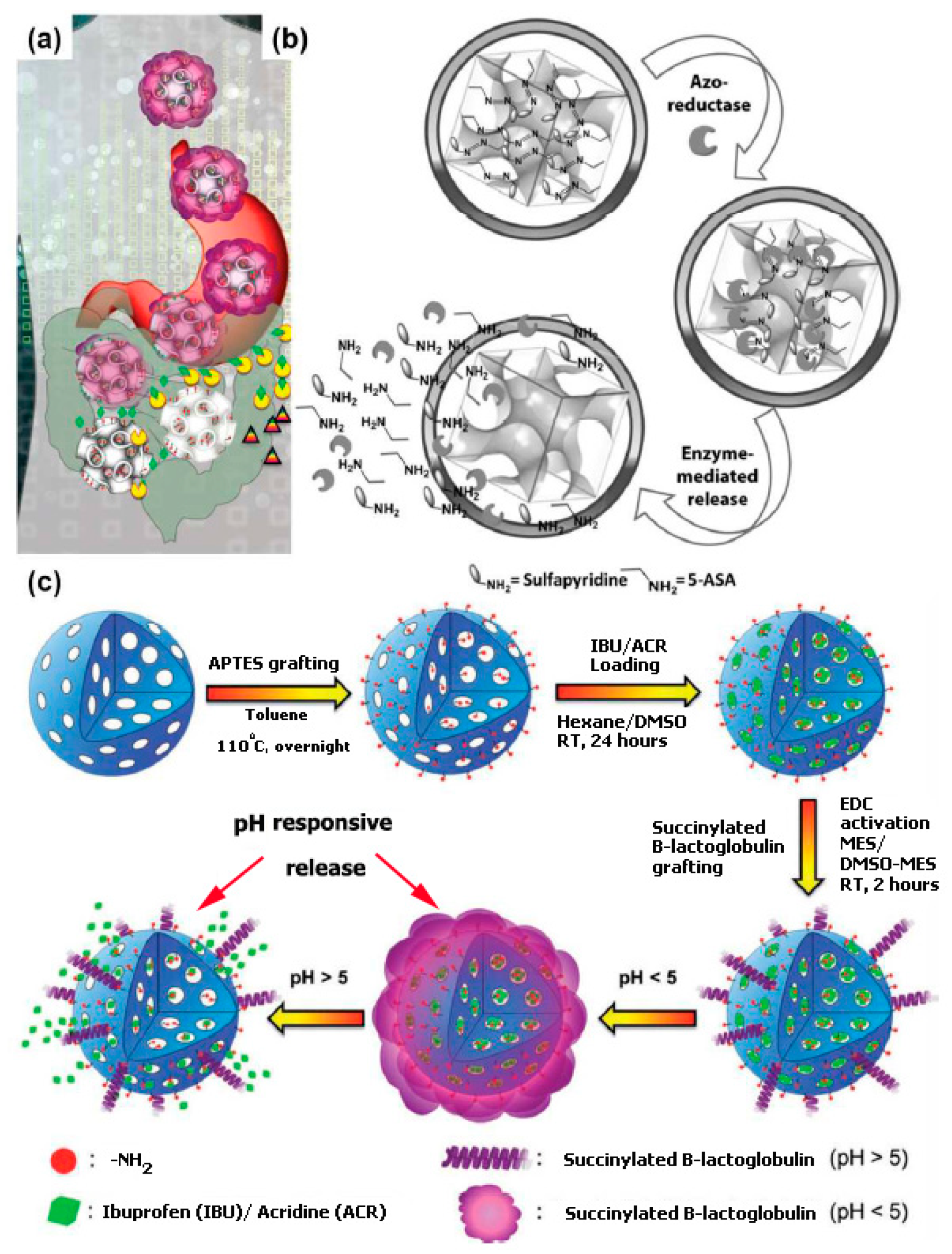 Pharmaceutics 11 00077 g007 Pharmaceutics 11 00077 g007