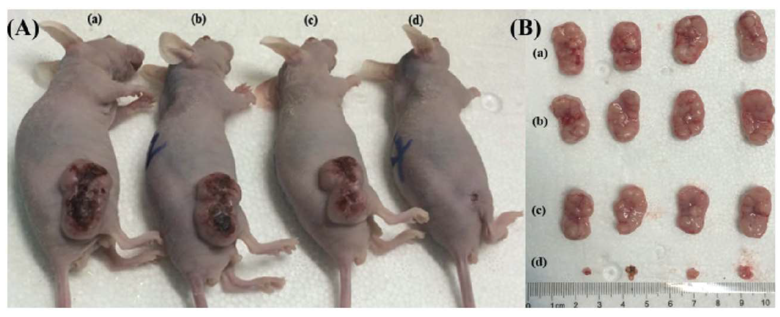 Pharmaceutics 11 00081 g008