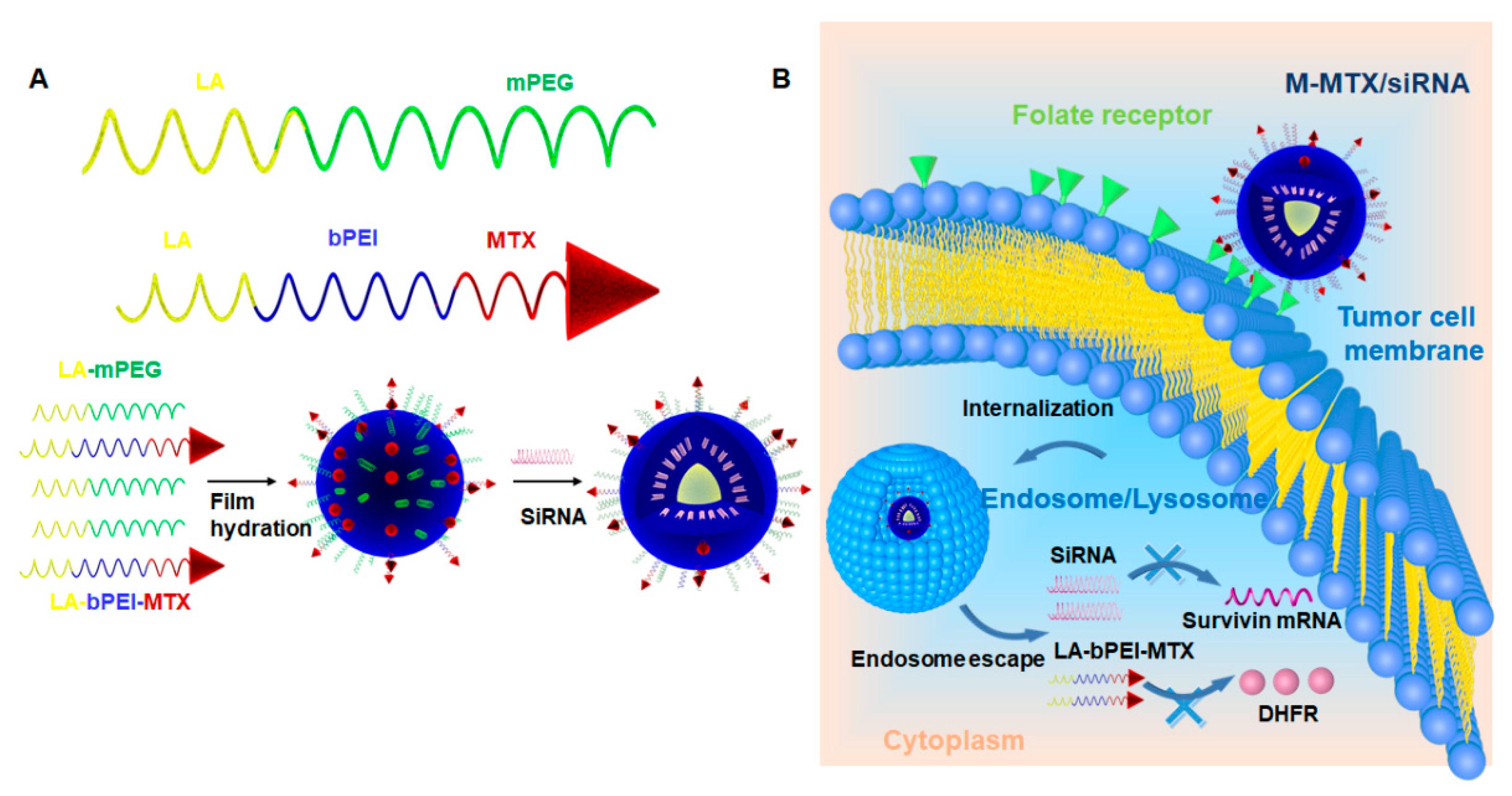 Pharmaceutics Free Full Text Targeted Co Delivery Of Sirna And Methotrexate For Tumor Therapy Via Mixed Micelles Html