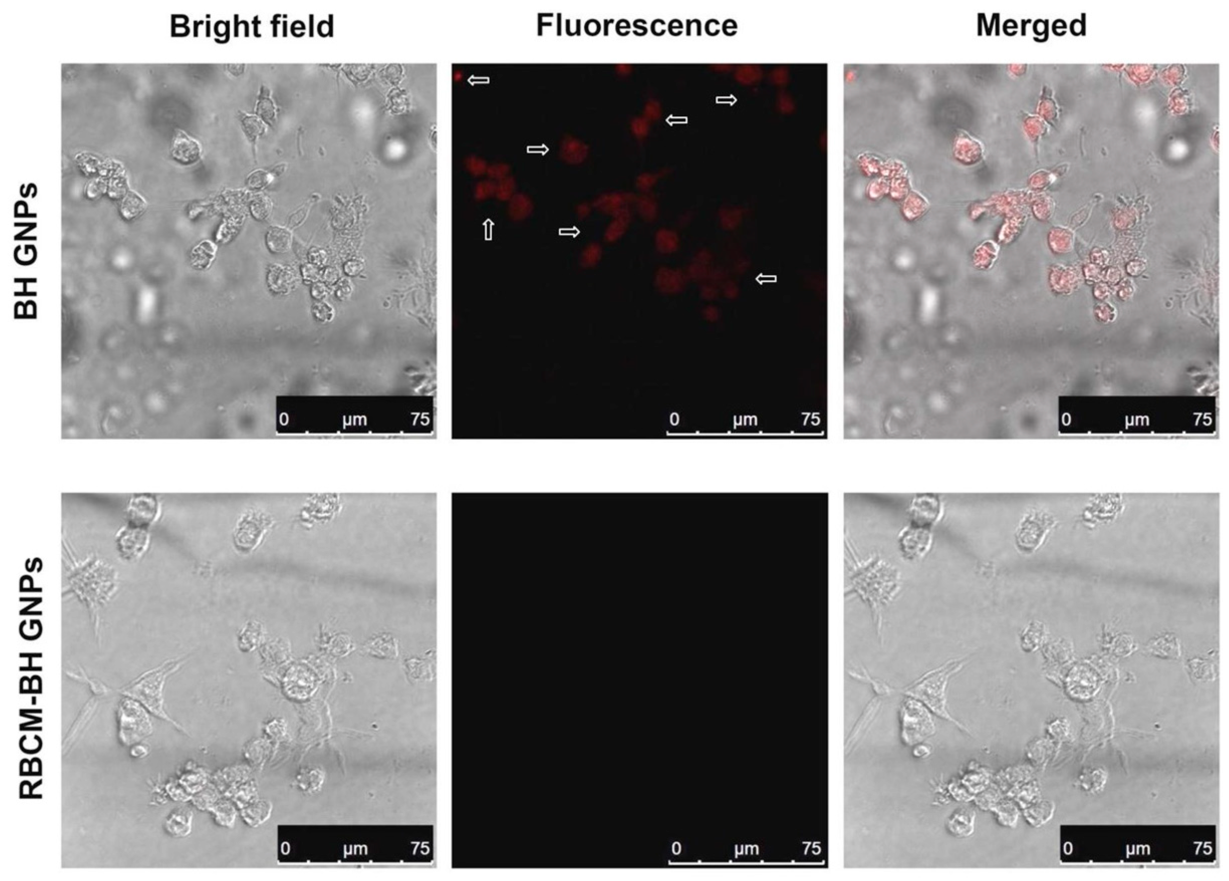Pharmaceutics 11 00093 g006 550