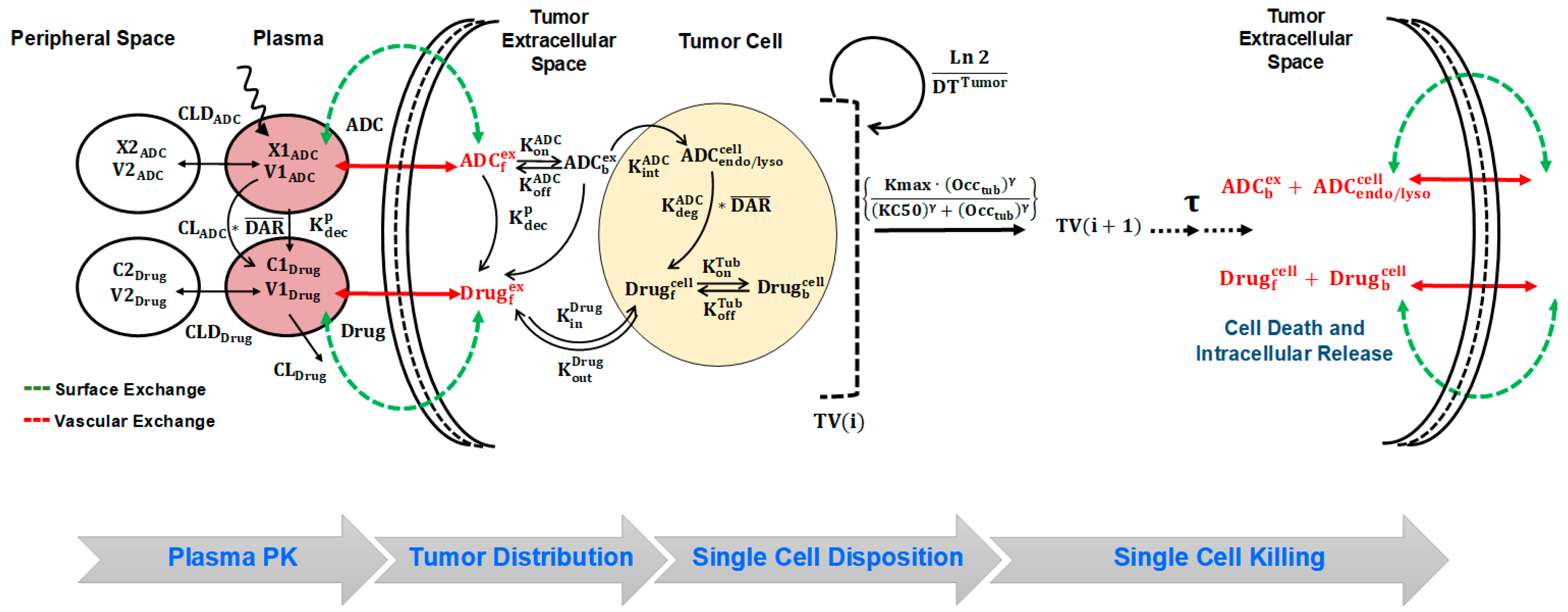 Pharmaceutics Free Full Text A Cell Level Systems Pk Pd Model To Characterize In Vivo Efficacy Of Adcs Html