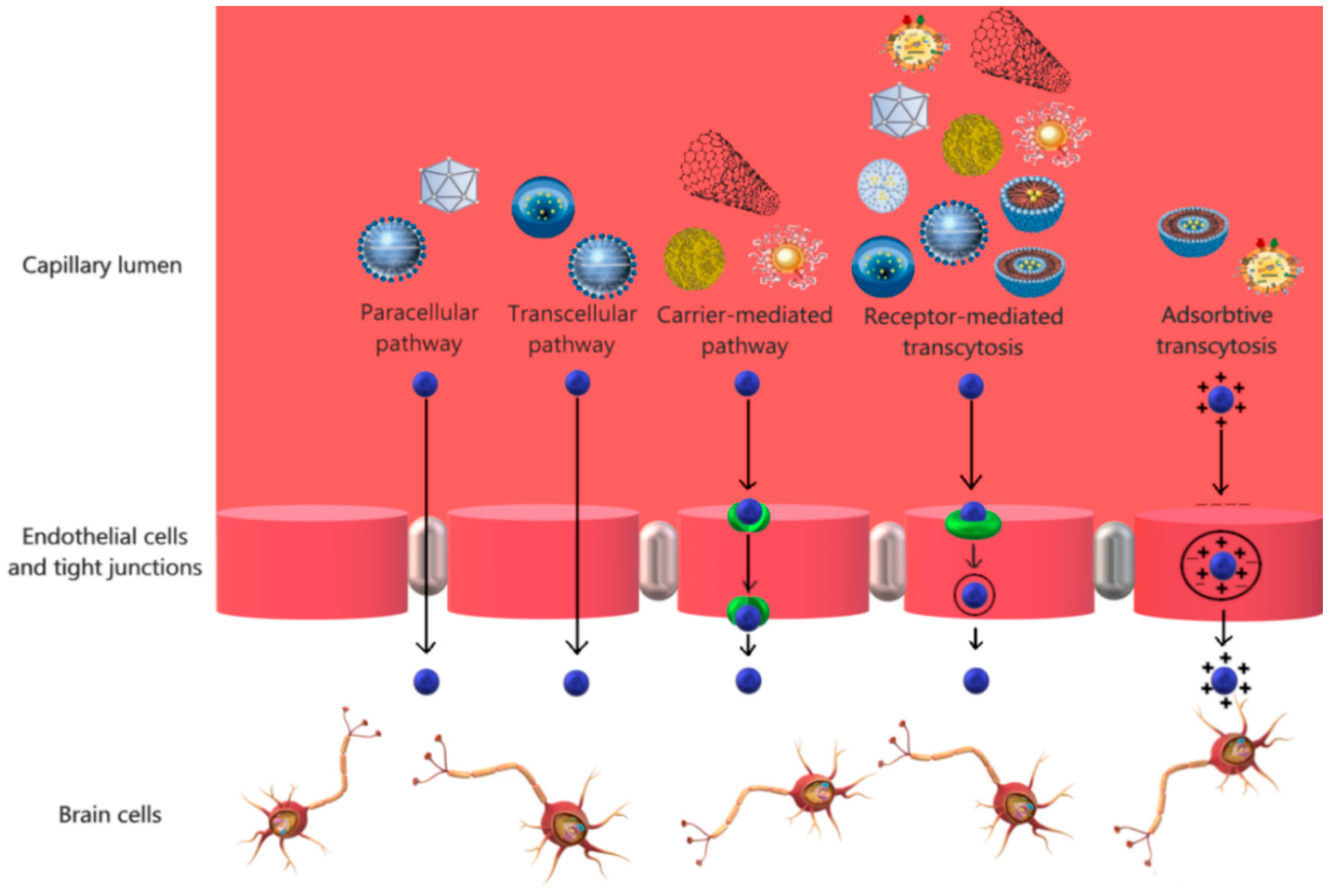 Pharmaceutics 11 00101 g002 550