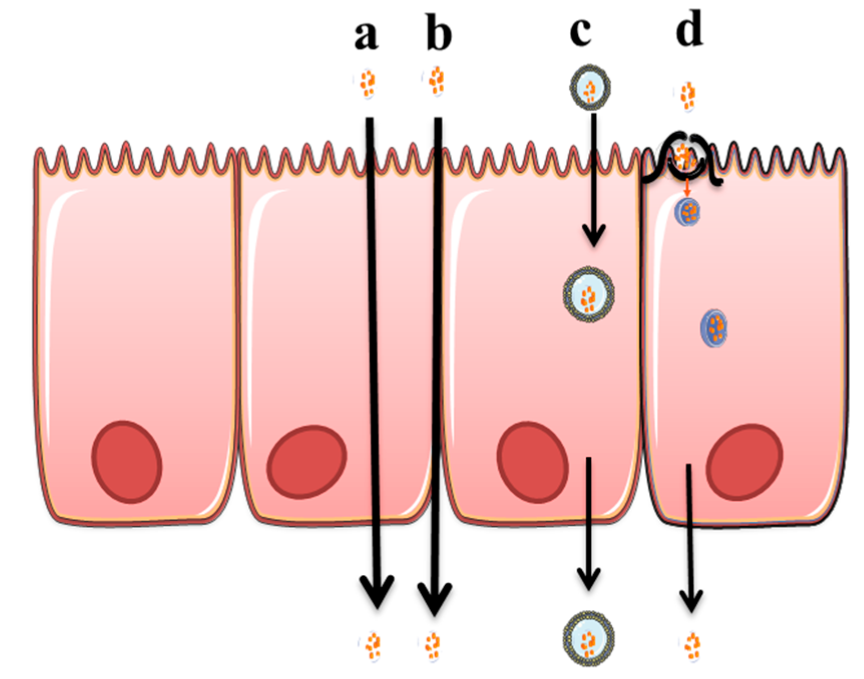 Pharmaceutics 11 00113 g001 Pharmaceutics 11 00113 g001