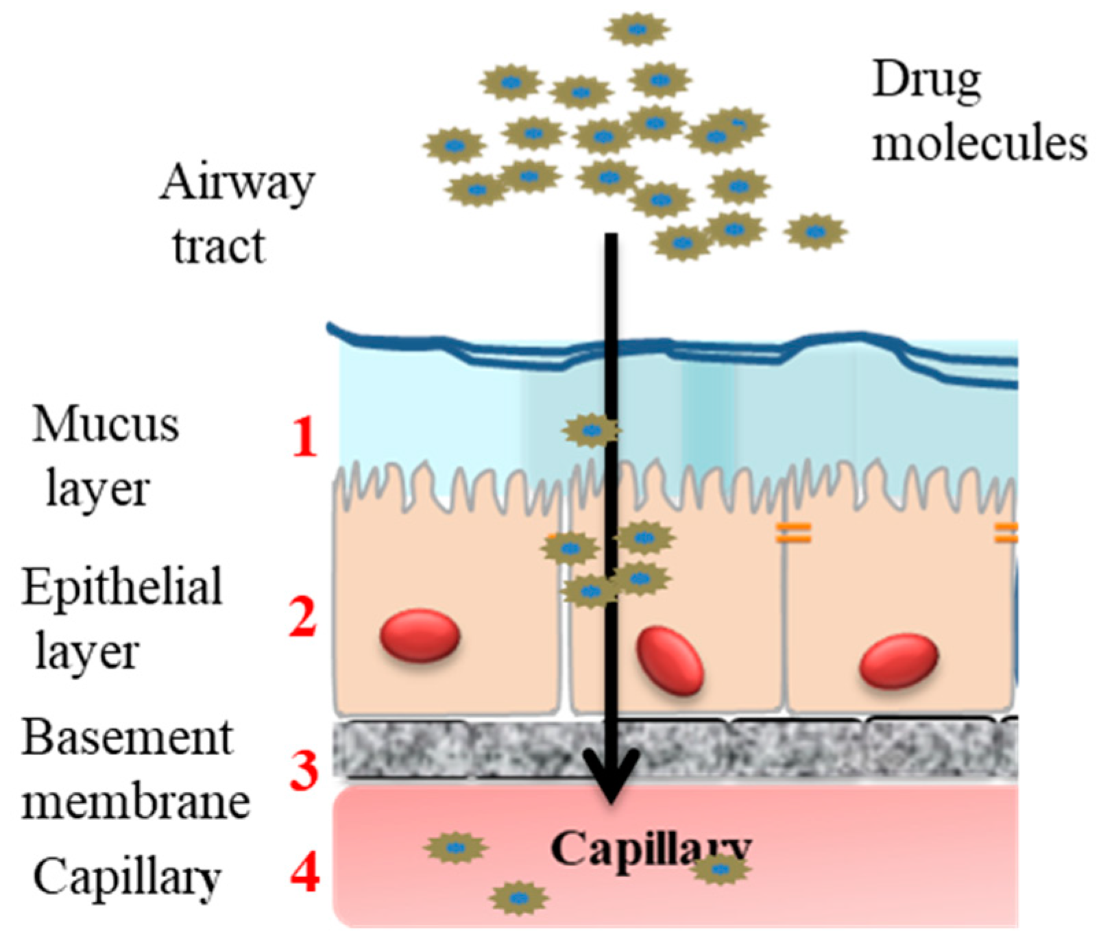 Pharmaceutics Free FullText Strategies to Enhance Drug Absorption