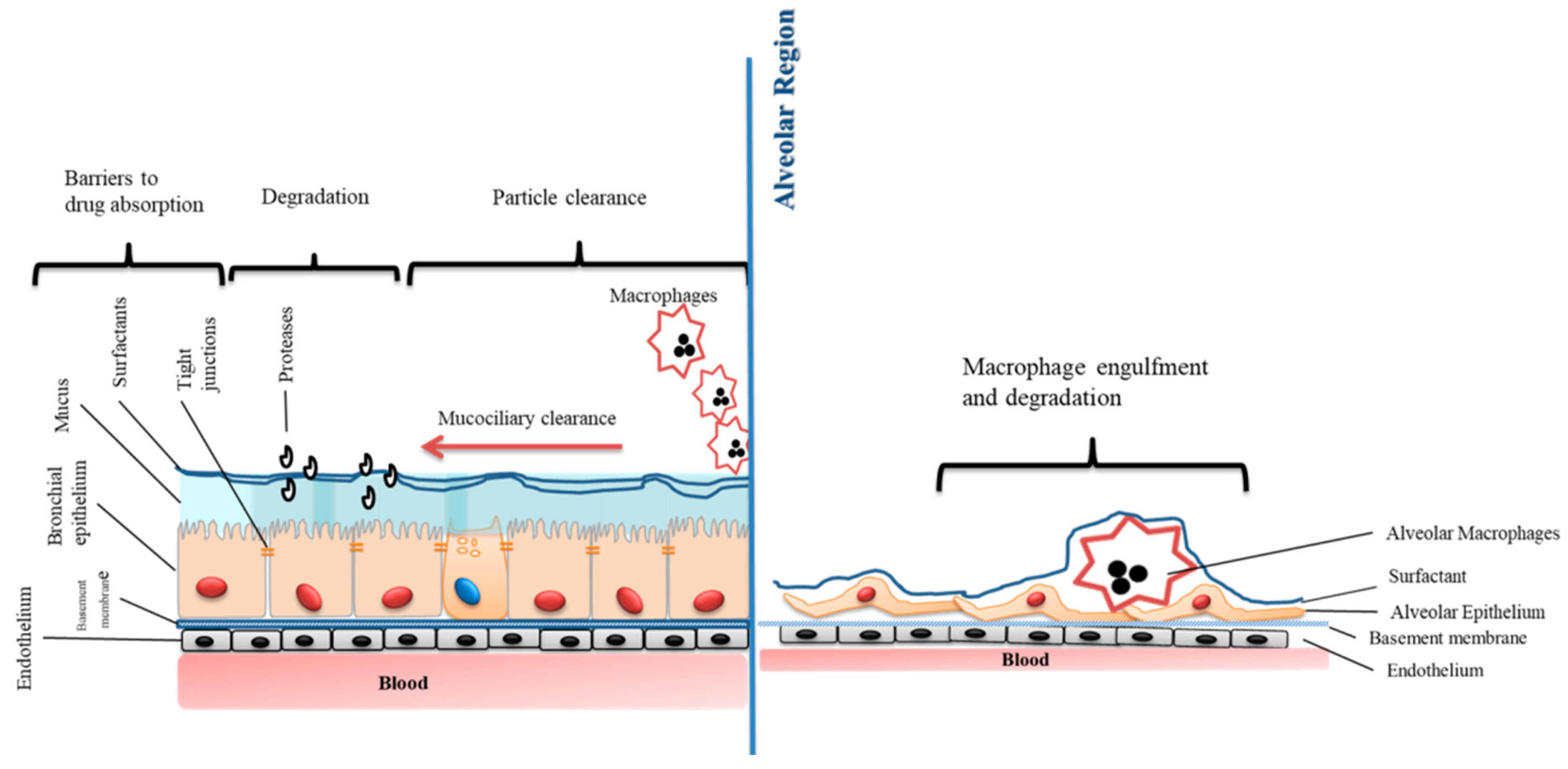Pharmaceutics Free FullText Strategies to Enhance Drug Absorption