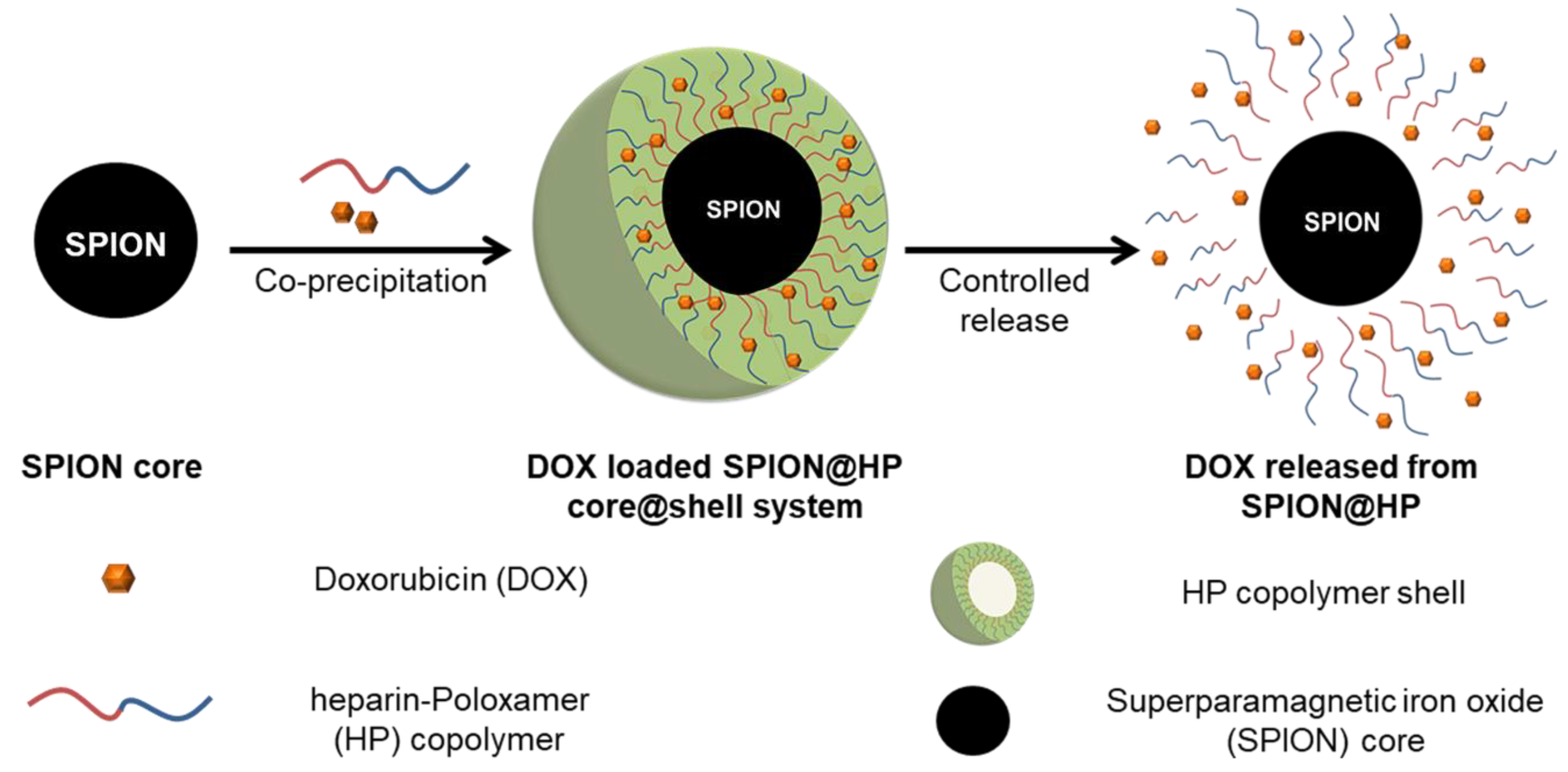 Pharmaceutics Free Full Text Functional Magnetic Core Shell System Based Iron Oxide Nanoparticle Coated With Biocompatible Copolymer For Anticancer Drug Delivery Html