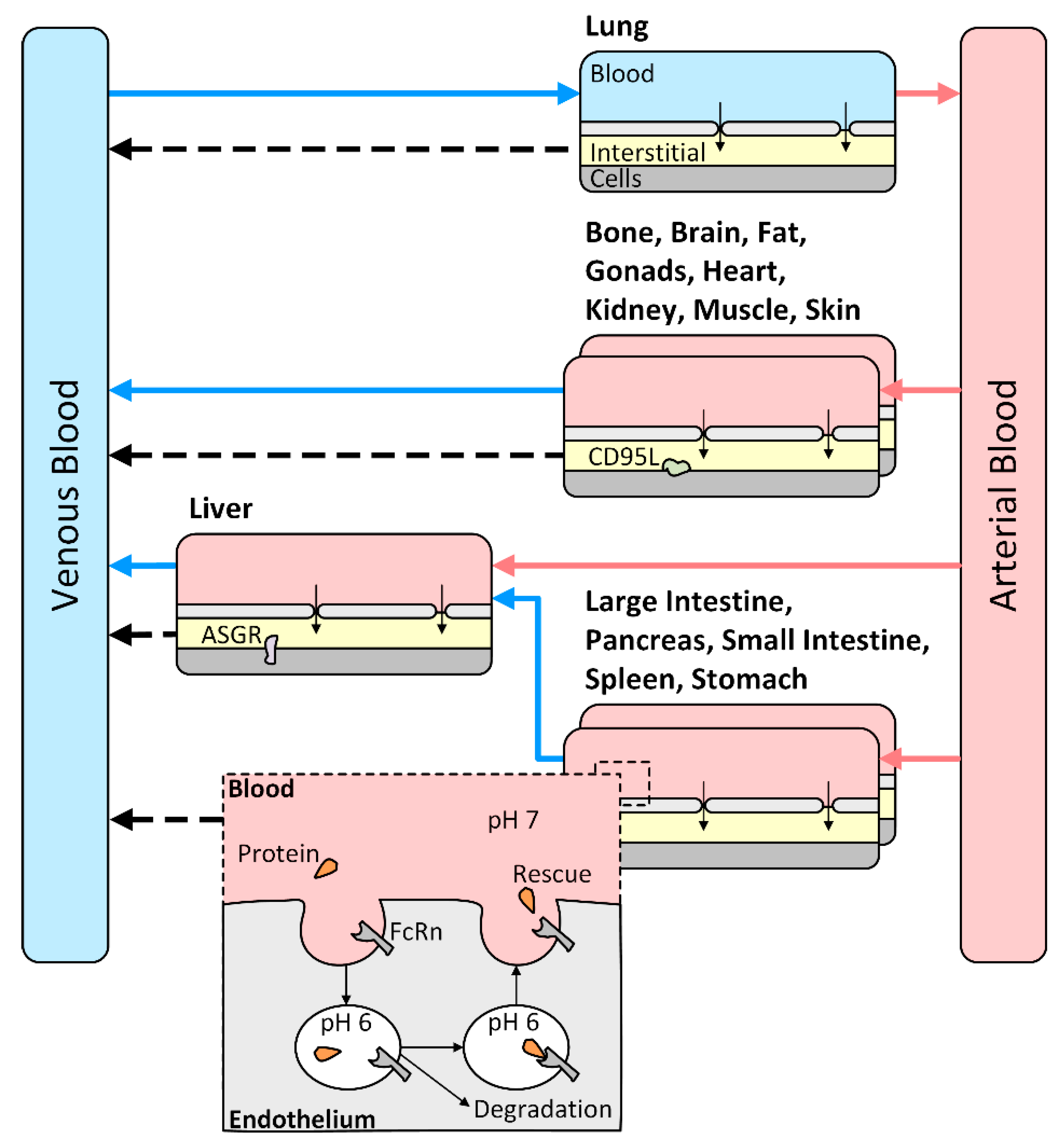 Pharmaceutics 11 00152 g001
