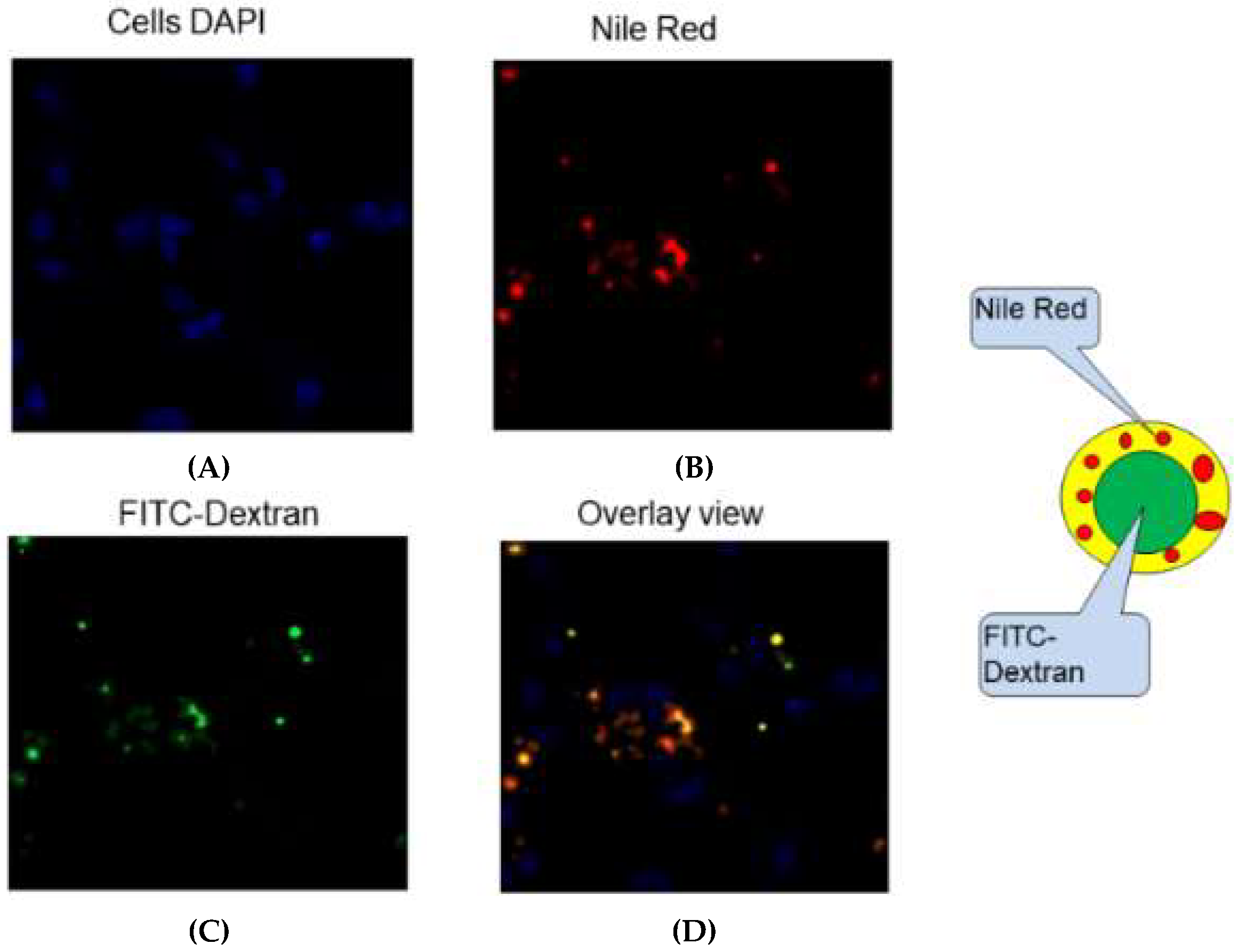 Pharmaceutics 11 00184 g011 Pharmaceutics 11 00184 g011