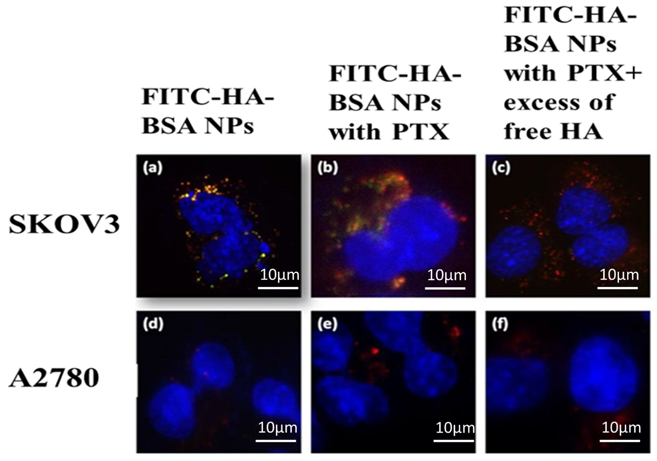 Pharmaceutics 11 00216 g007 Pharmaceutics 11 00216 g007