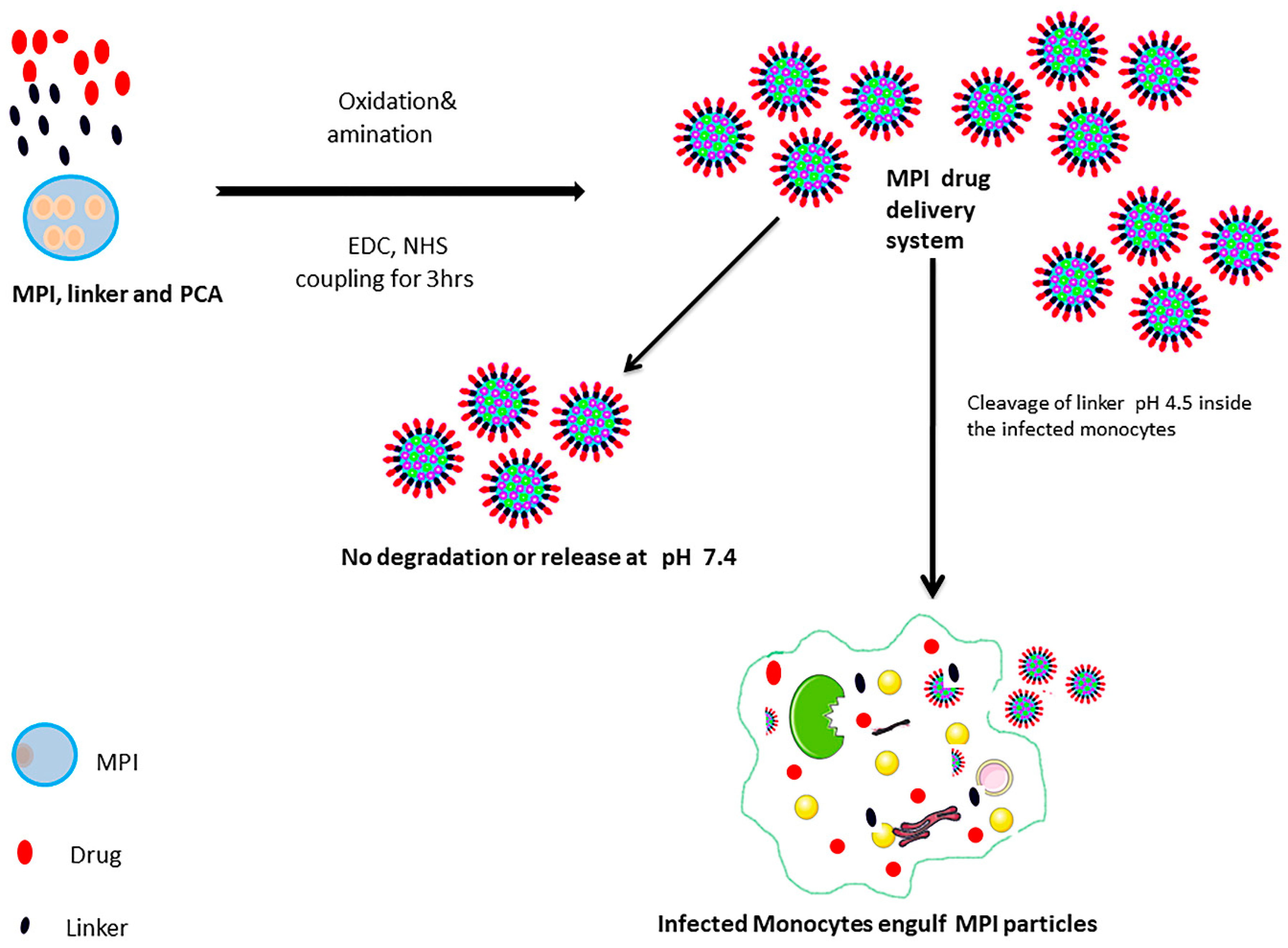 Pharmaceutics 11 00243 g001 Pharmaceutics 11 00243 g001
