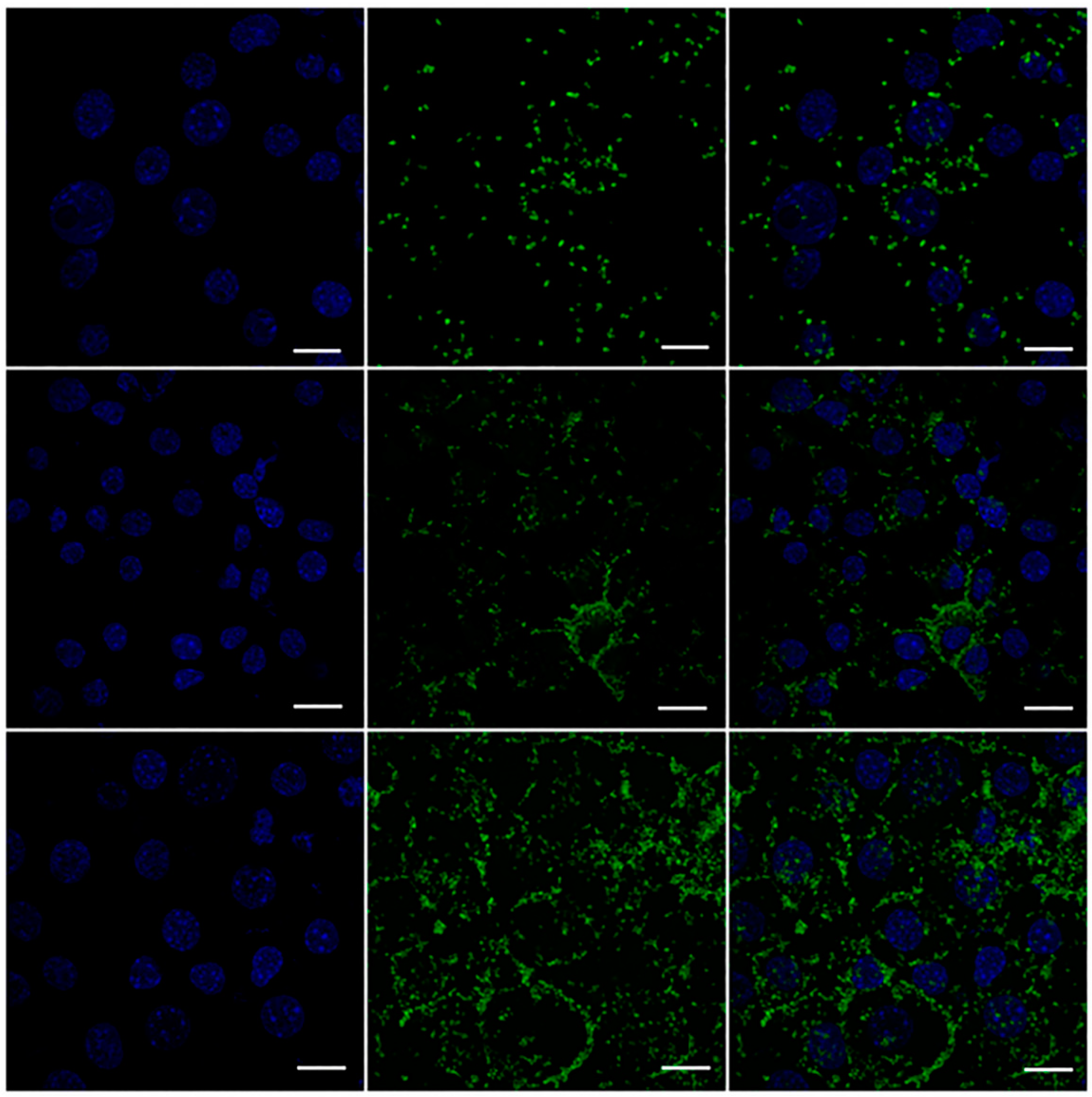 Pharmaceutics 11 00243 g011 Pharmaceutics 11 00243 g011