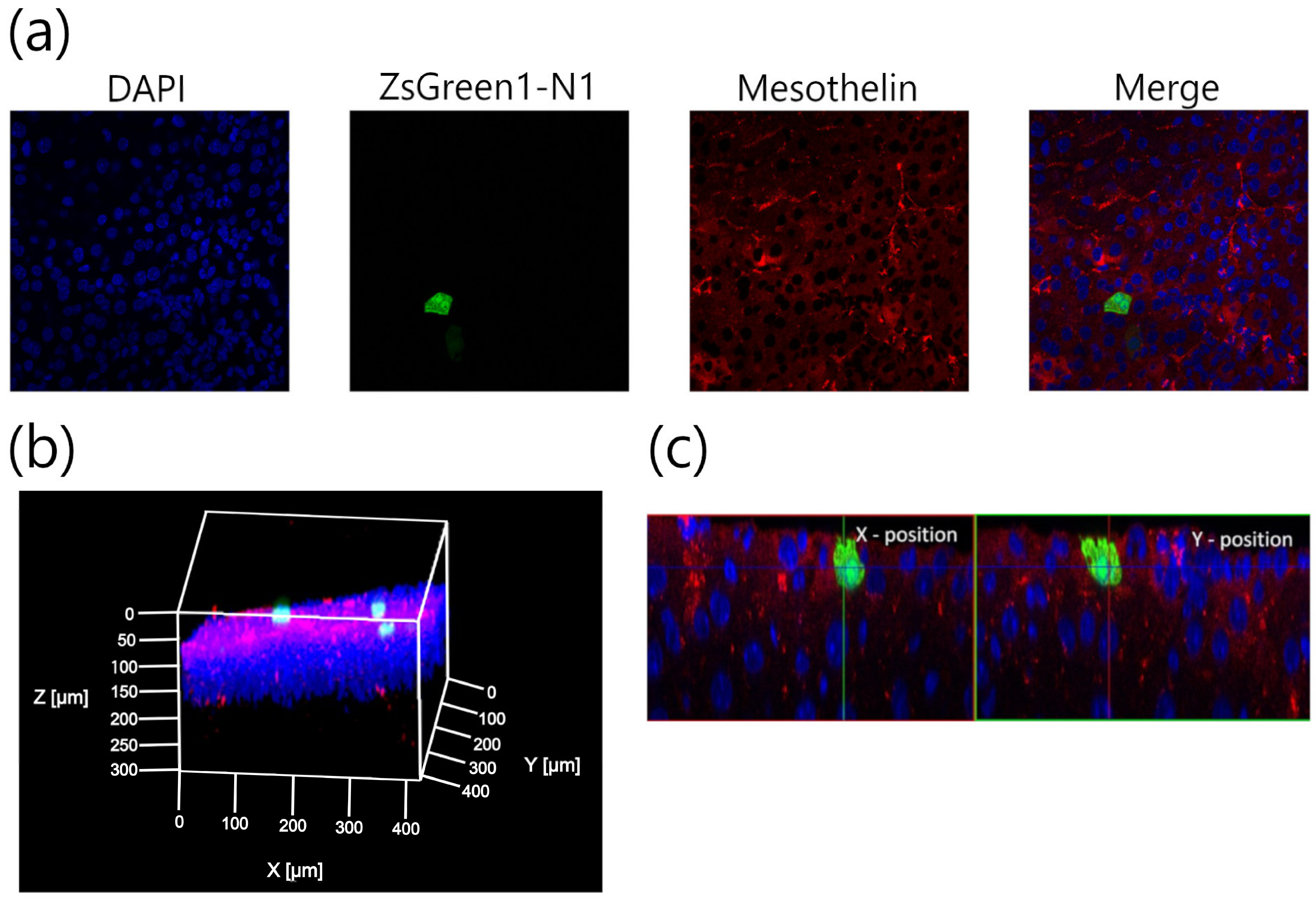 Pharmaceutics 11 00244 g004 Pharmaceutics 11 00244 g004
