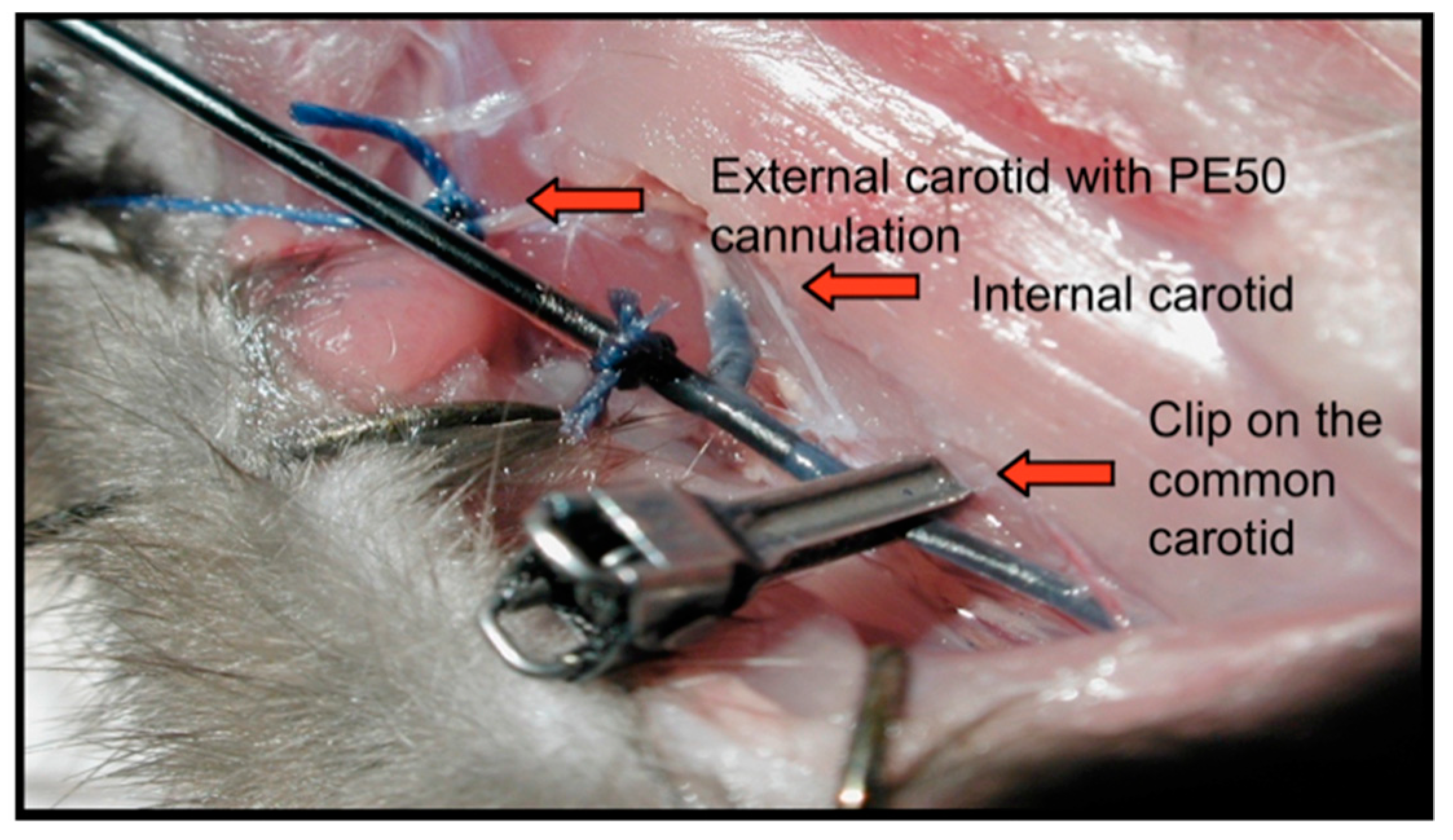 Pharmaceutics 11 00248 g002
