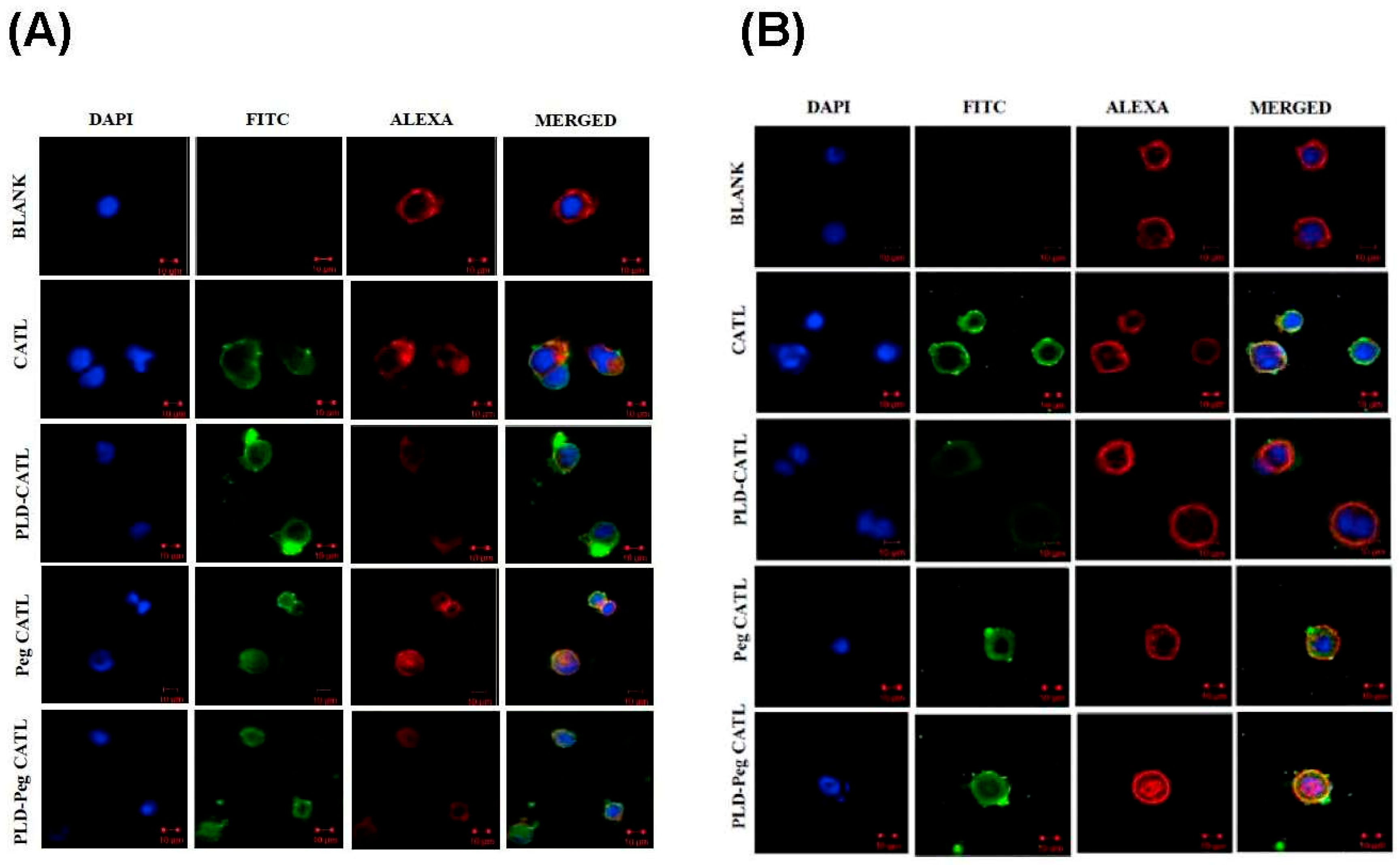 Pharmaceutics 11 00272 g006 Pharmaceutics 11 00272 g006