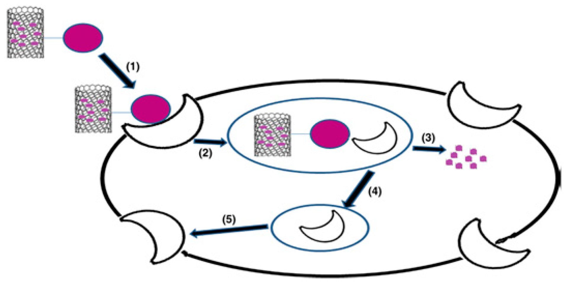 Pharmaceutics 11 00294 g003 Pharmaceutics 11 00294 g003