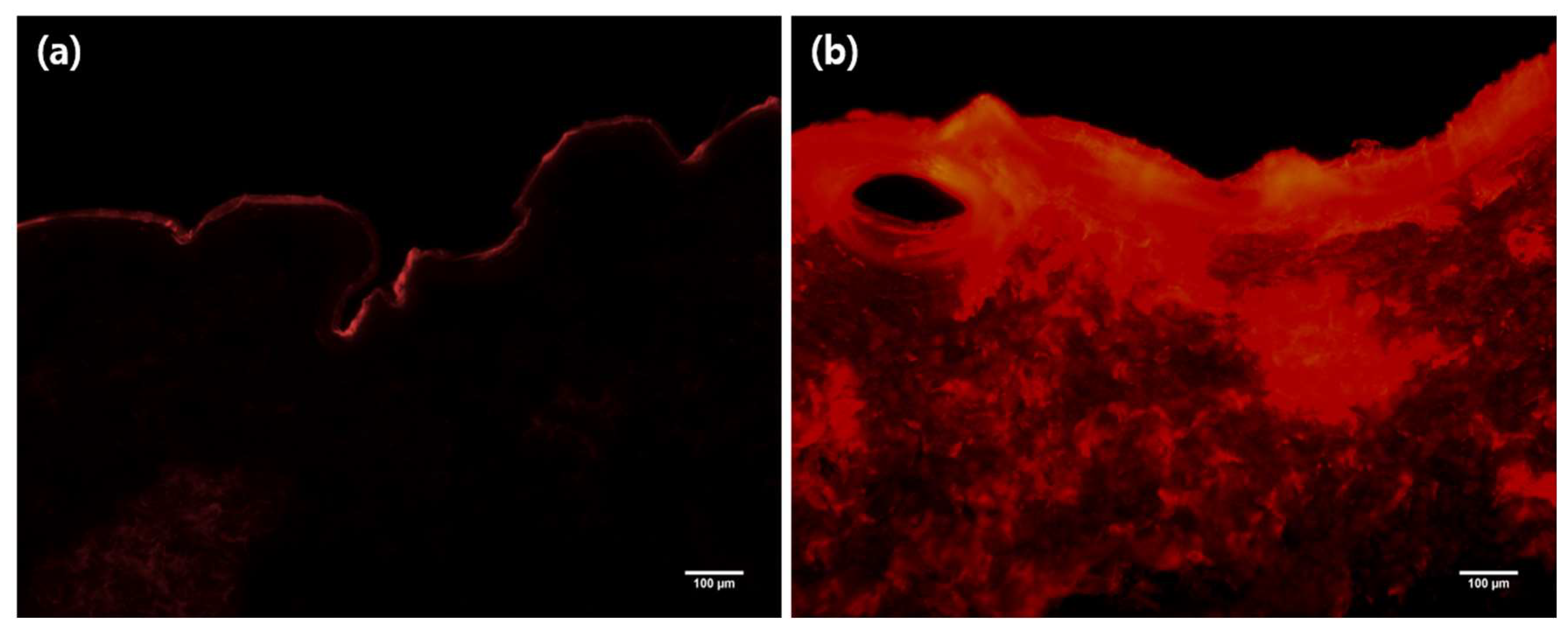 Pharmaceutics 11 00326 g007 Pharmaceutics 11 00326 g007