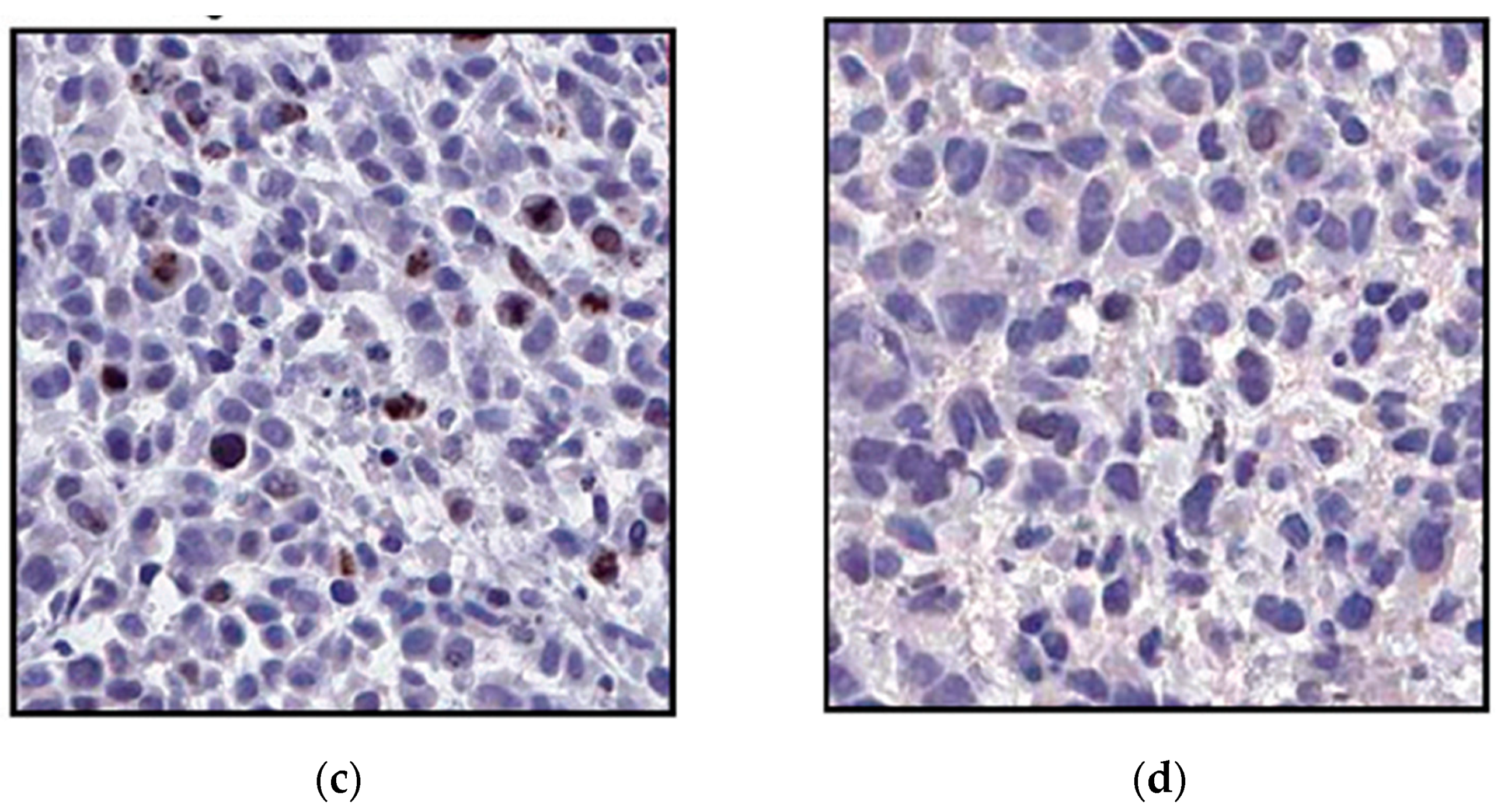 Pharmaceutics 11 00351 g018b Pharmaceutics 11 00351 g018b