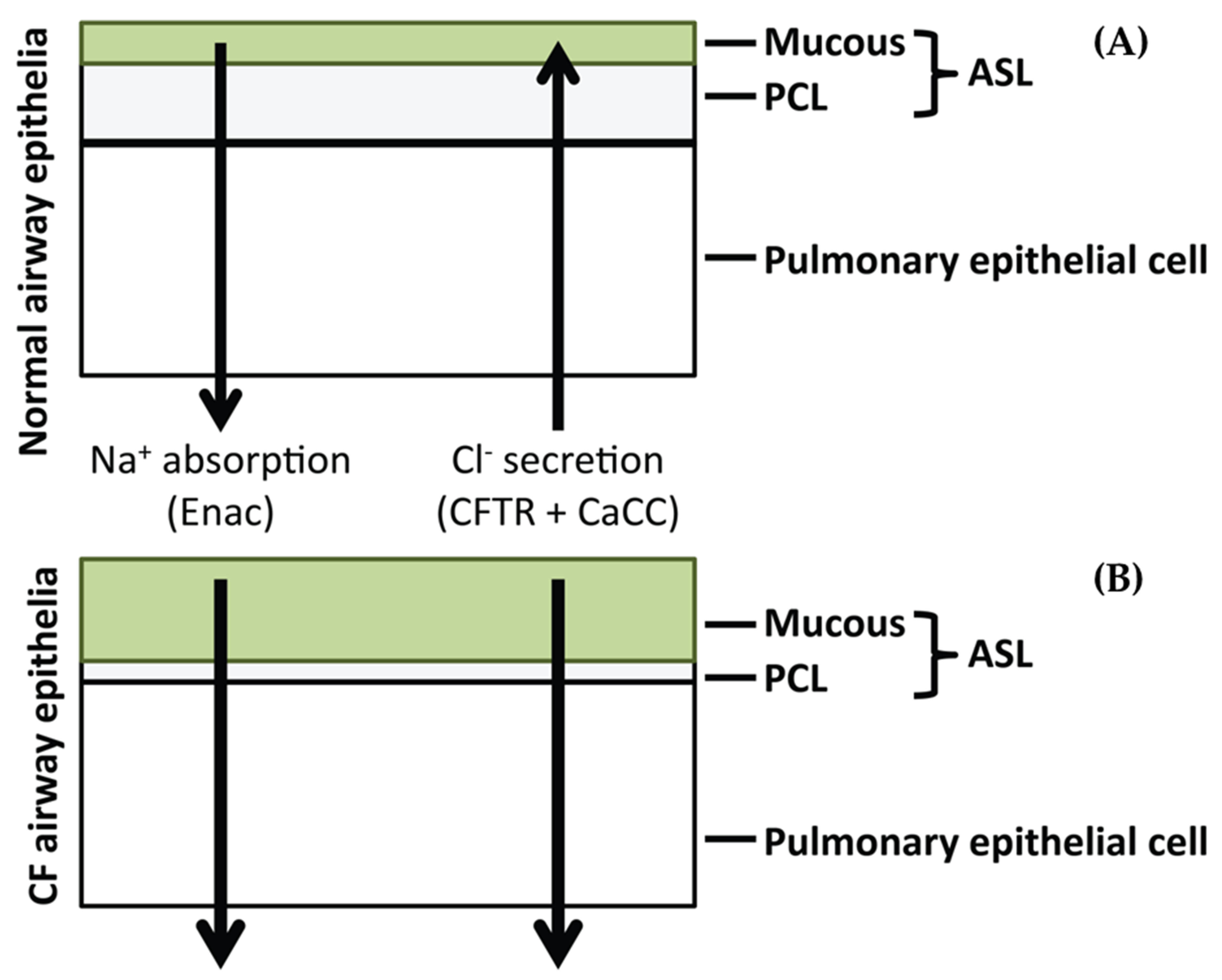 Pharmaceutics 11 00379 g001