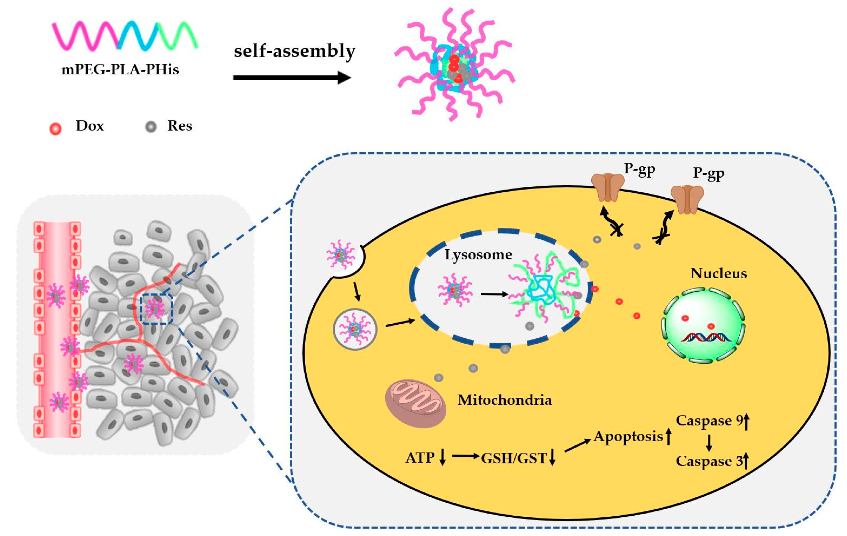 Pharmaceutics 11 00385 sch001 Pharmaceutics 11 00385 sch001