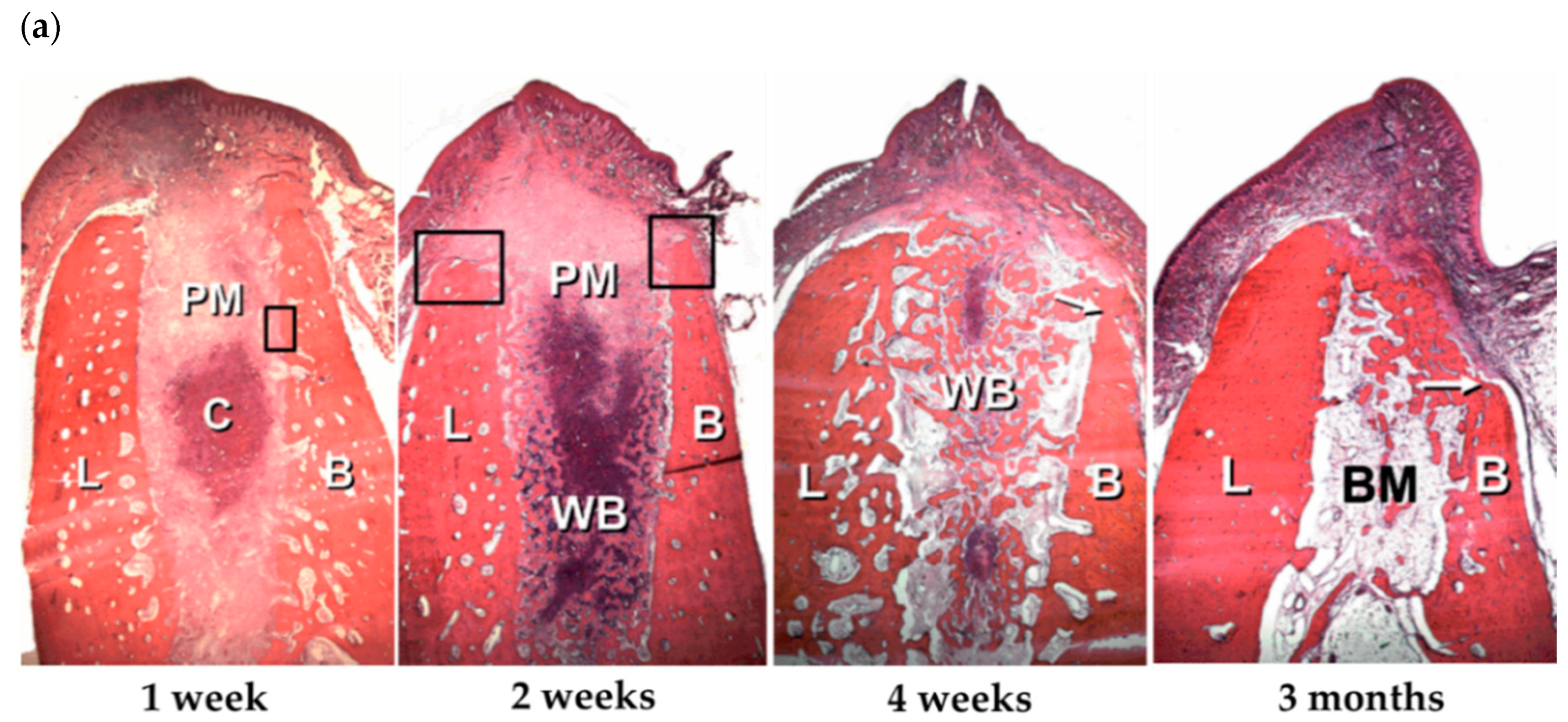 Pharmaceutics 11 00393 g001a Pharmaceutics 11 00393 g001a