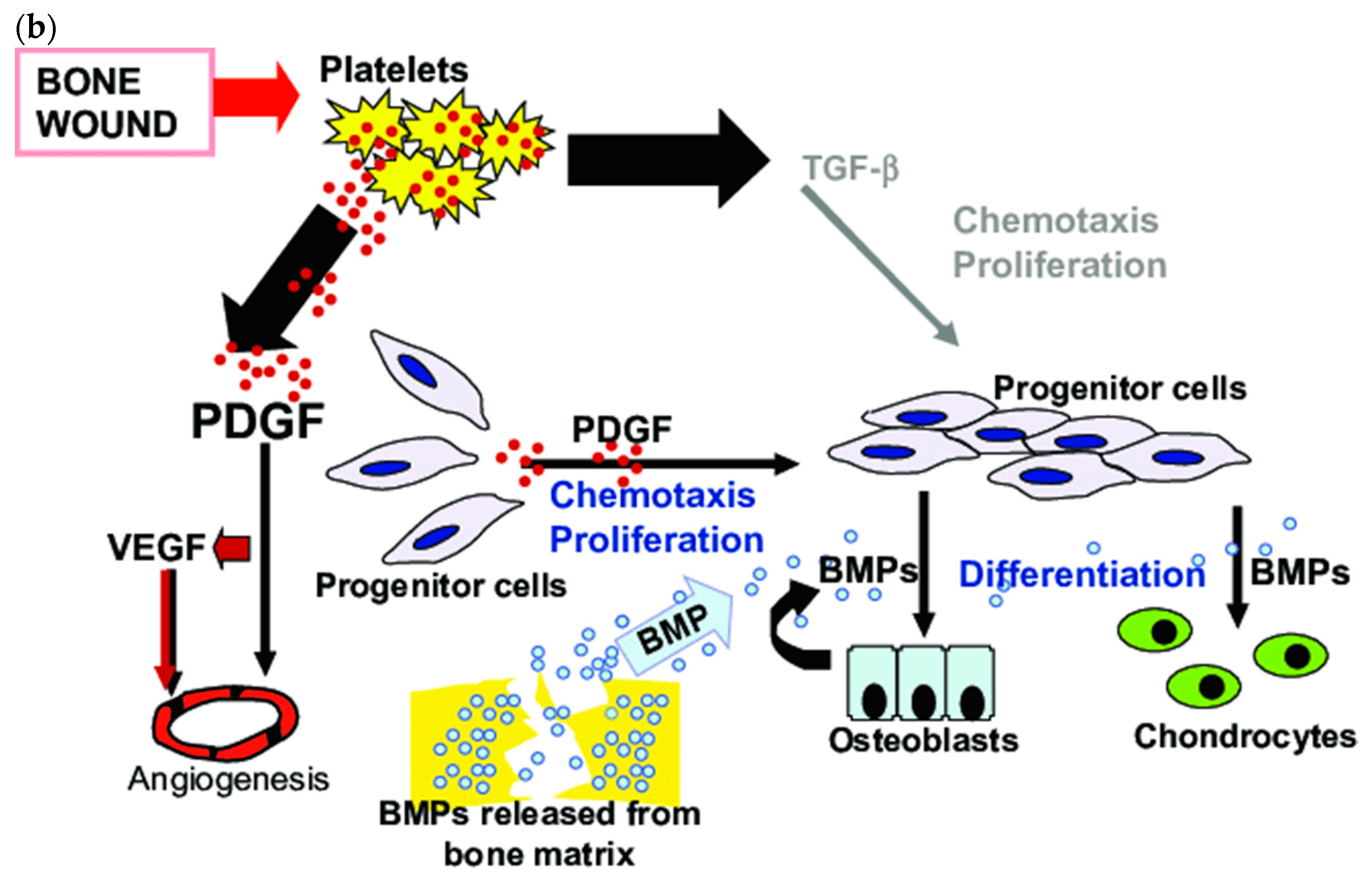 Pharmaceutics 11 00393 g001b Pharmaceutics 11 00393 g001b