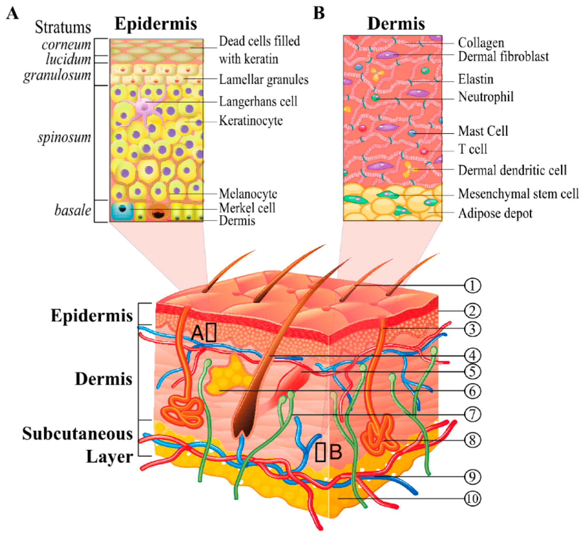 Pharmaceutics 11 00403 g001 Pharmaceutics 11 00403 g001