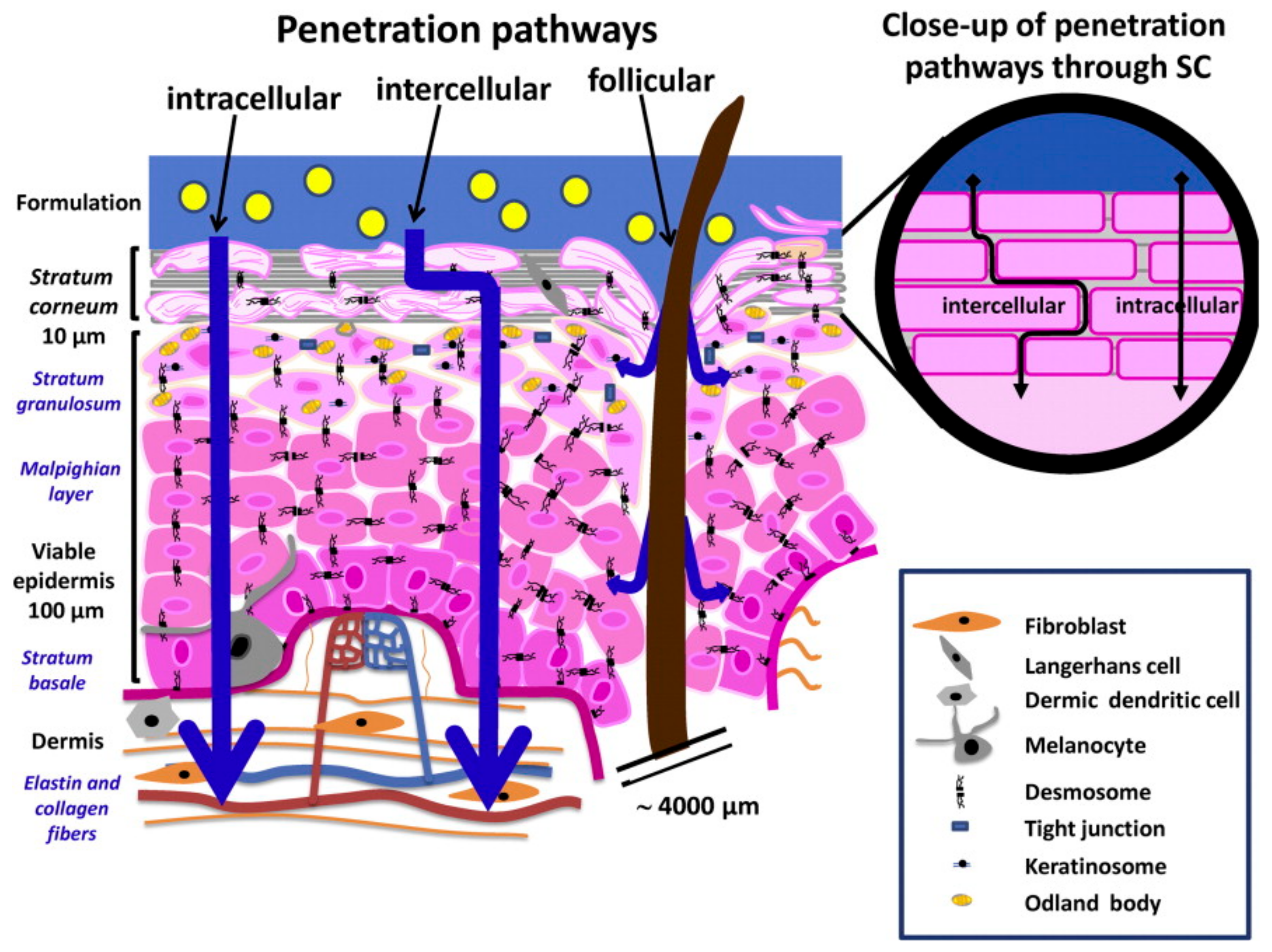 Pharmaceutics 11 00403 g002 Pharmaceutics 11 00403 g002