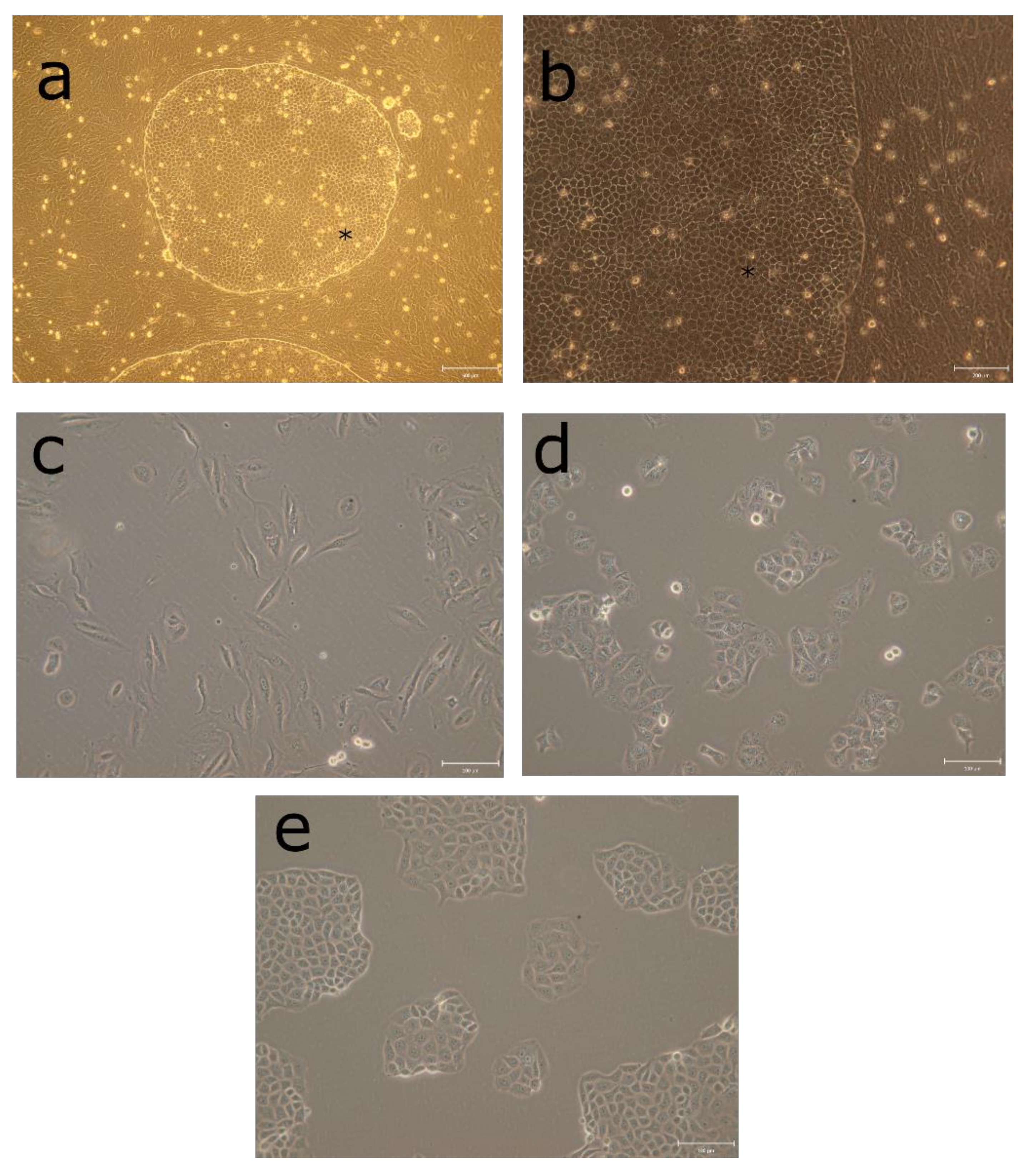 Pharmaceutics 11 00412 g001 Pharmaceutics 11 00412 g001