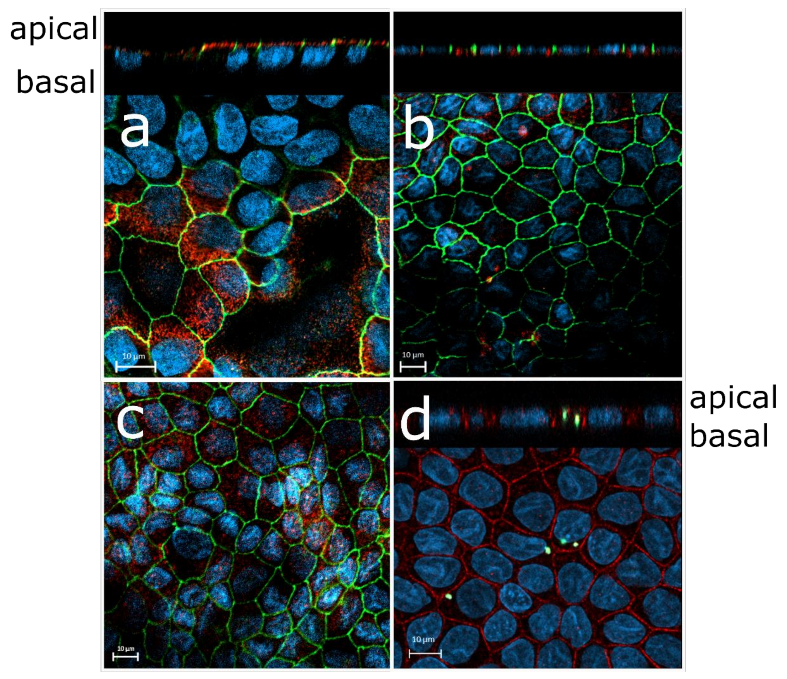 Pharmaceutics 11 00412 g003 Pharmaceutics 11 00412 g003