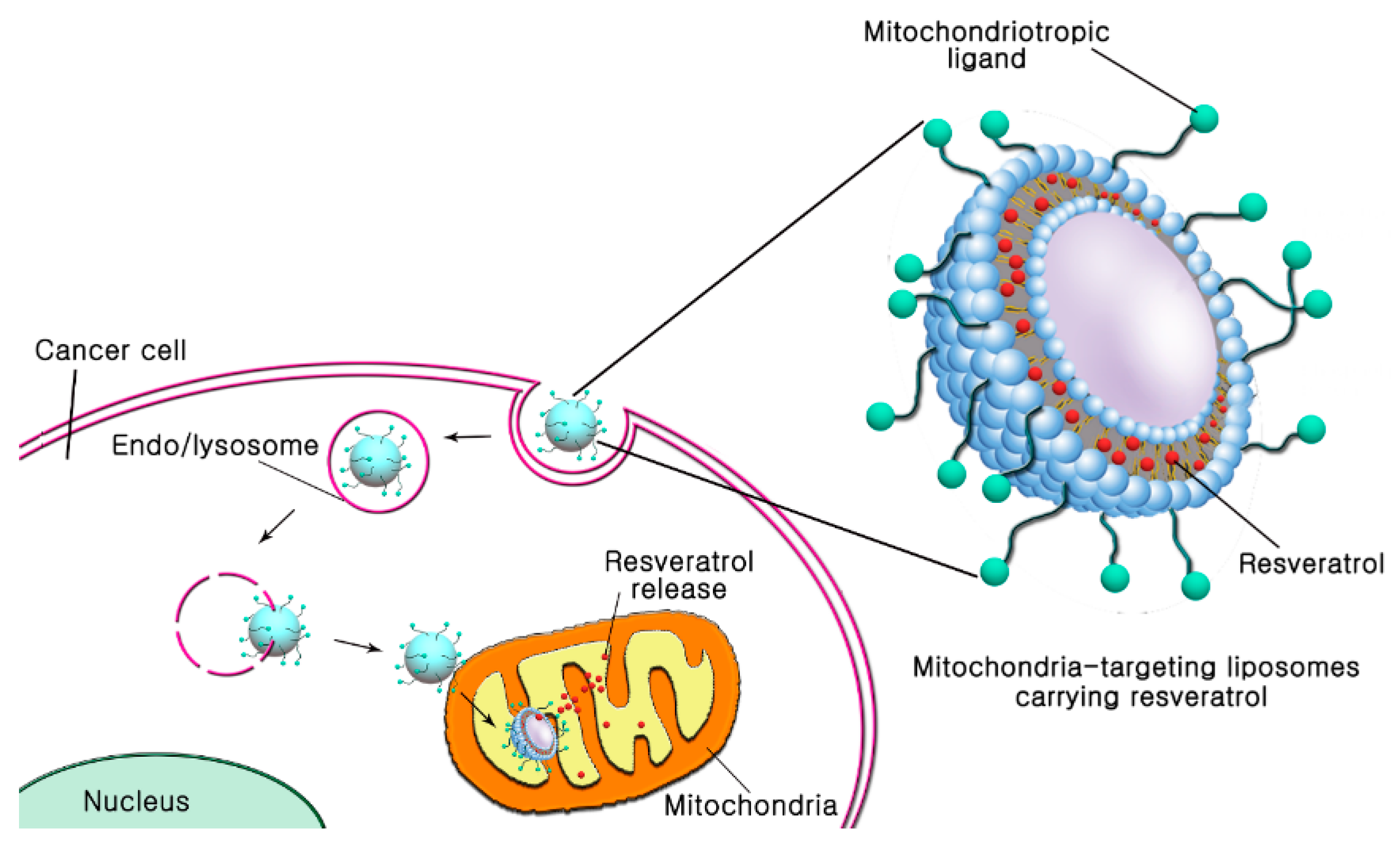 Pharmaceutics 11 00423 g001