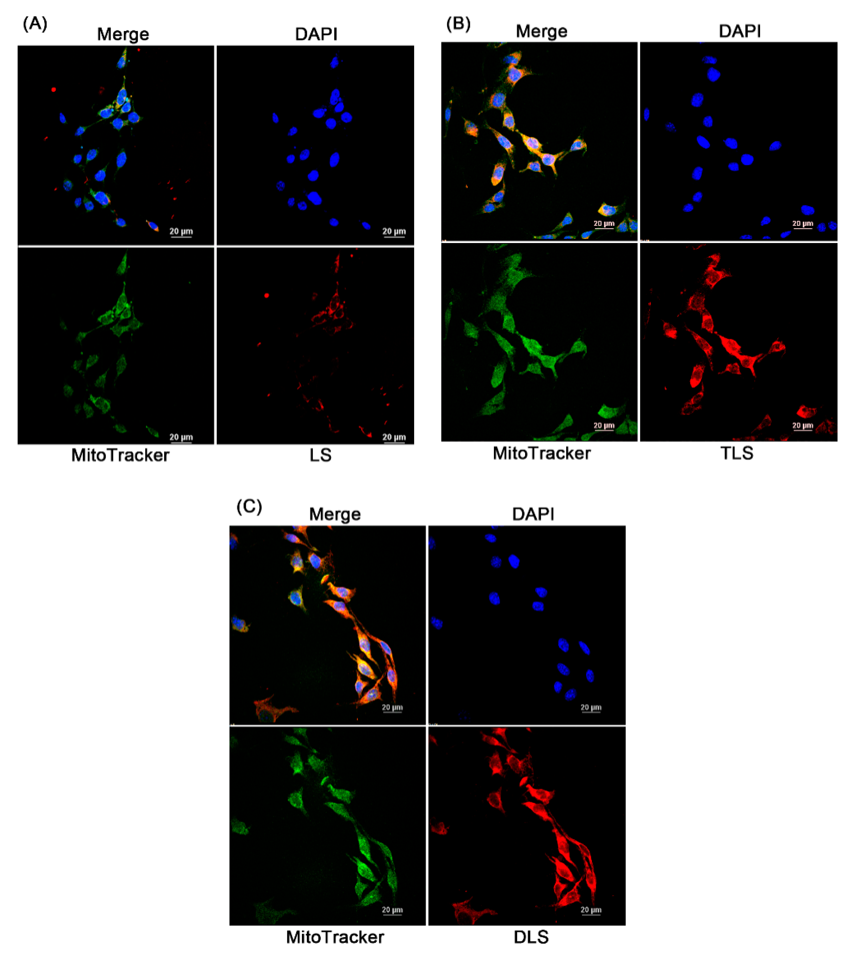 Pharmaceutics 11 00423 g007