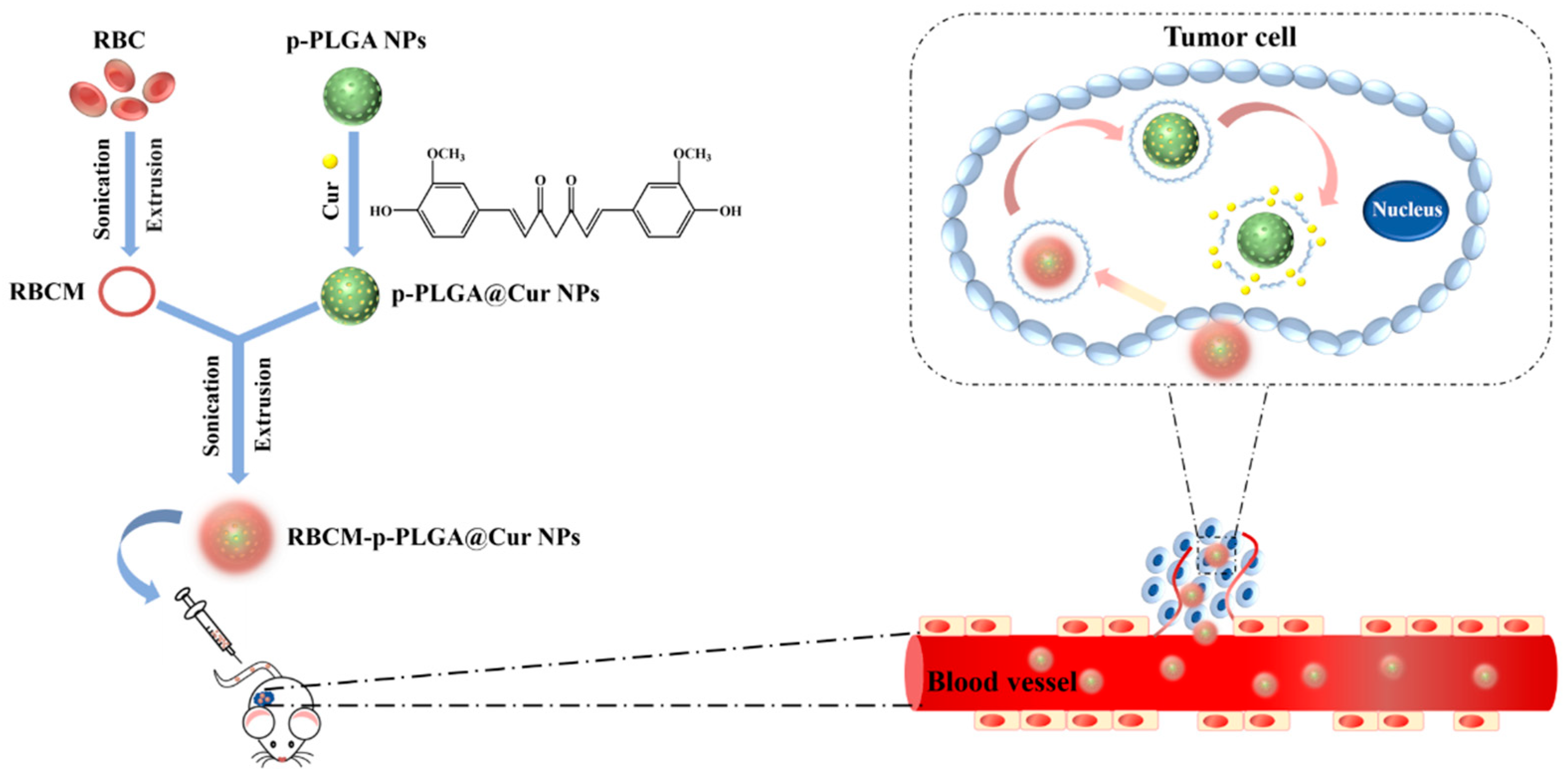 Pharmaceutics 11 00429 sch001