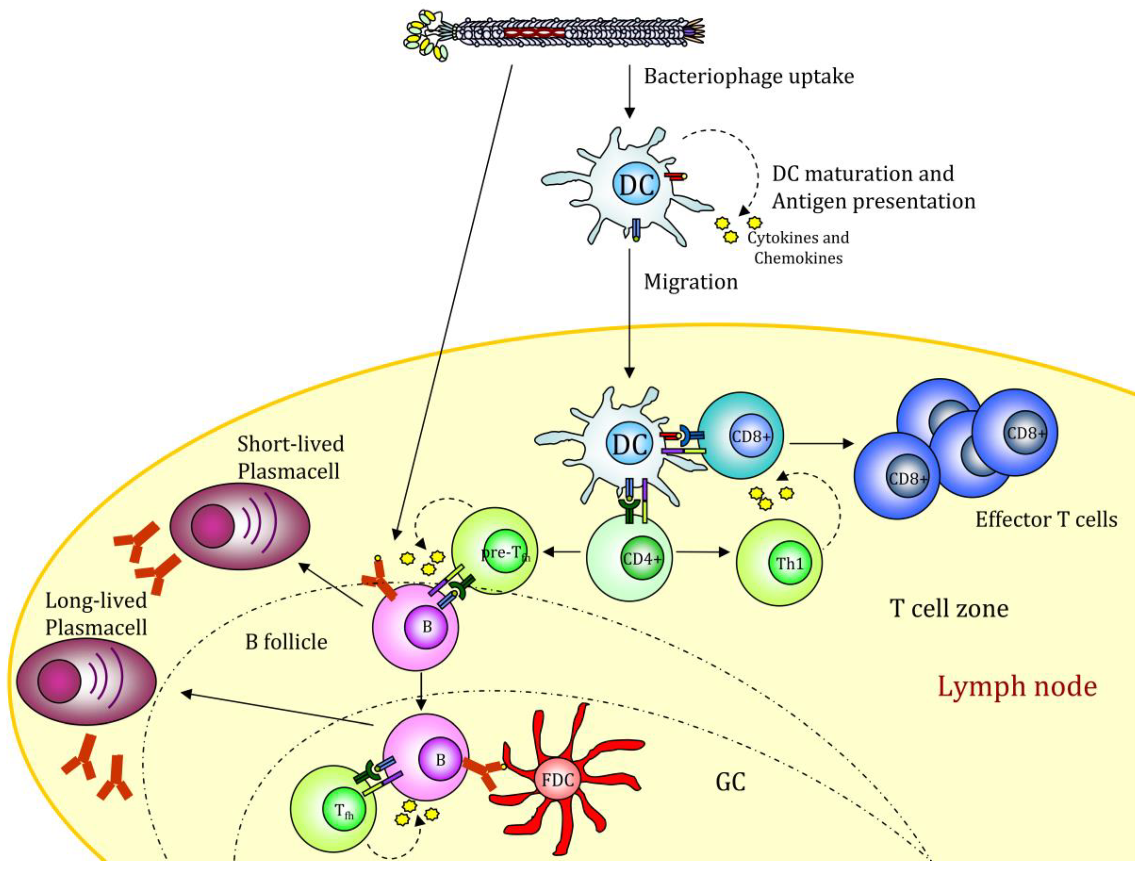 Pharmaceutics 11 00437 g002