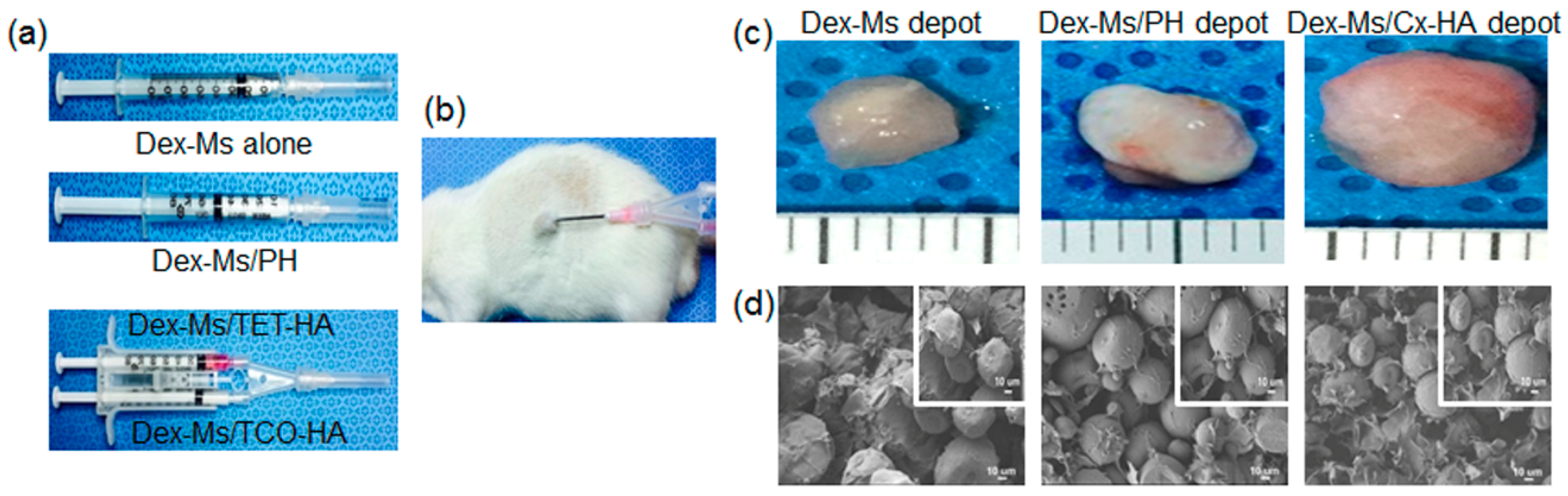 Pharmaceutics 11 00438 g006