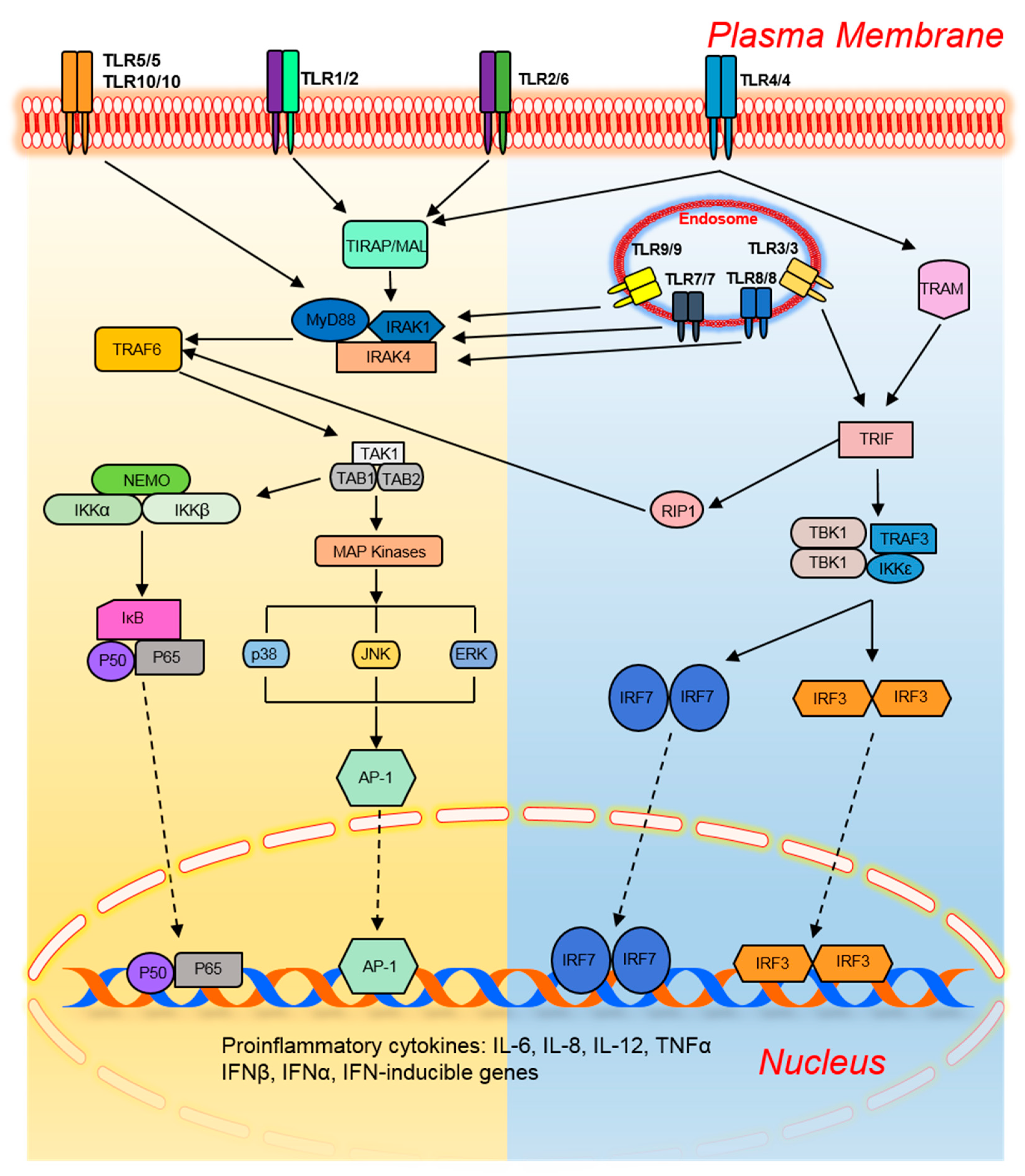 Pharmaceutics 11 00441 g001 Pharmaceutics 11 00441 g001