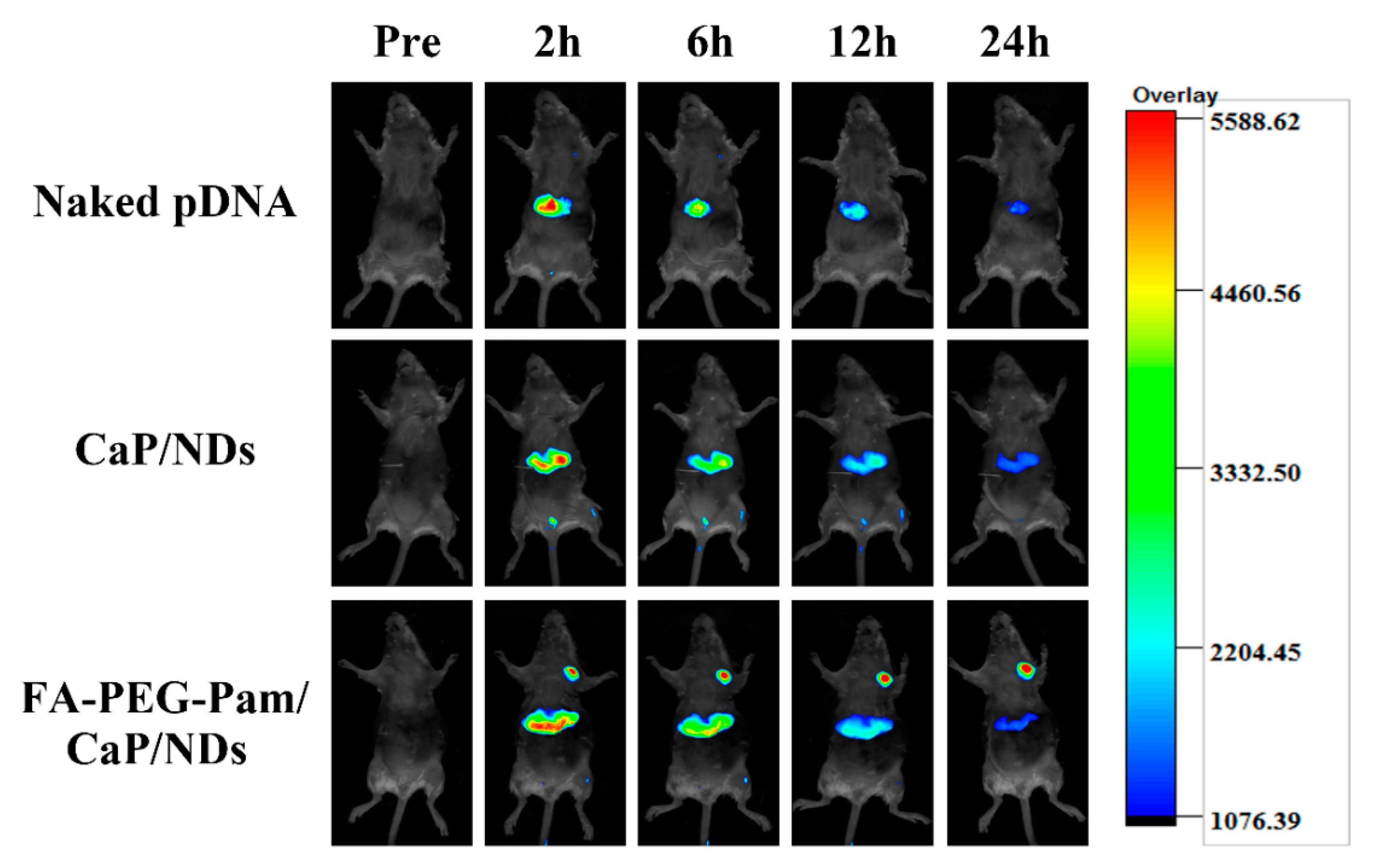 Pharmaceutics 11 00468 g008