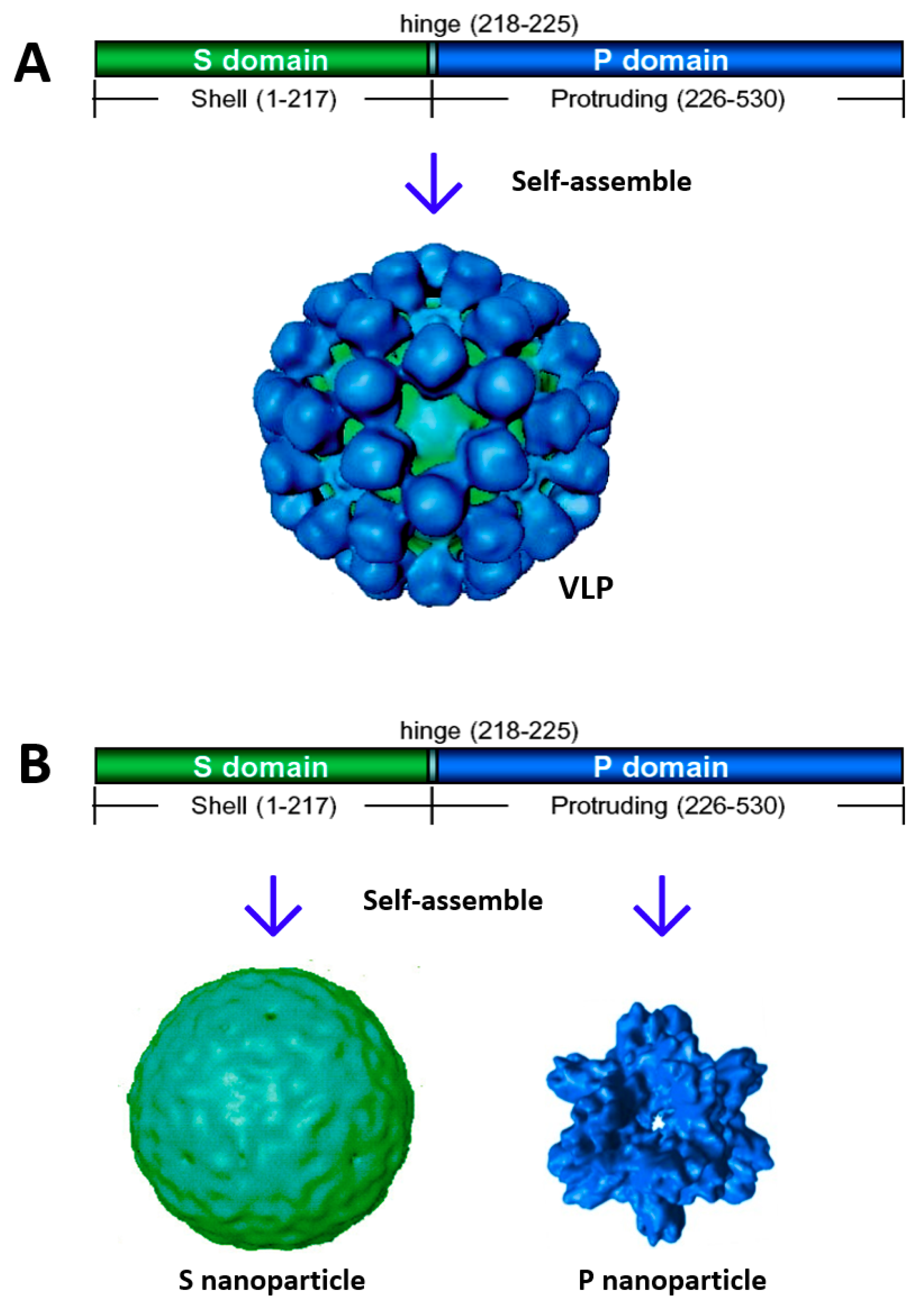 Pharmaceutics Free Full Text Norovirus Capsid Protein Derived Nanoparticles And Polymers As Versatile Platforms For Antigen Presentation And Vaccine Development Html