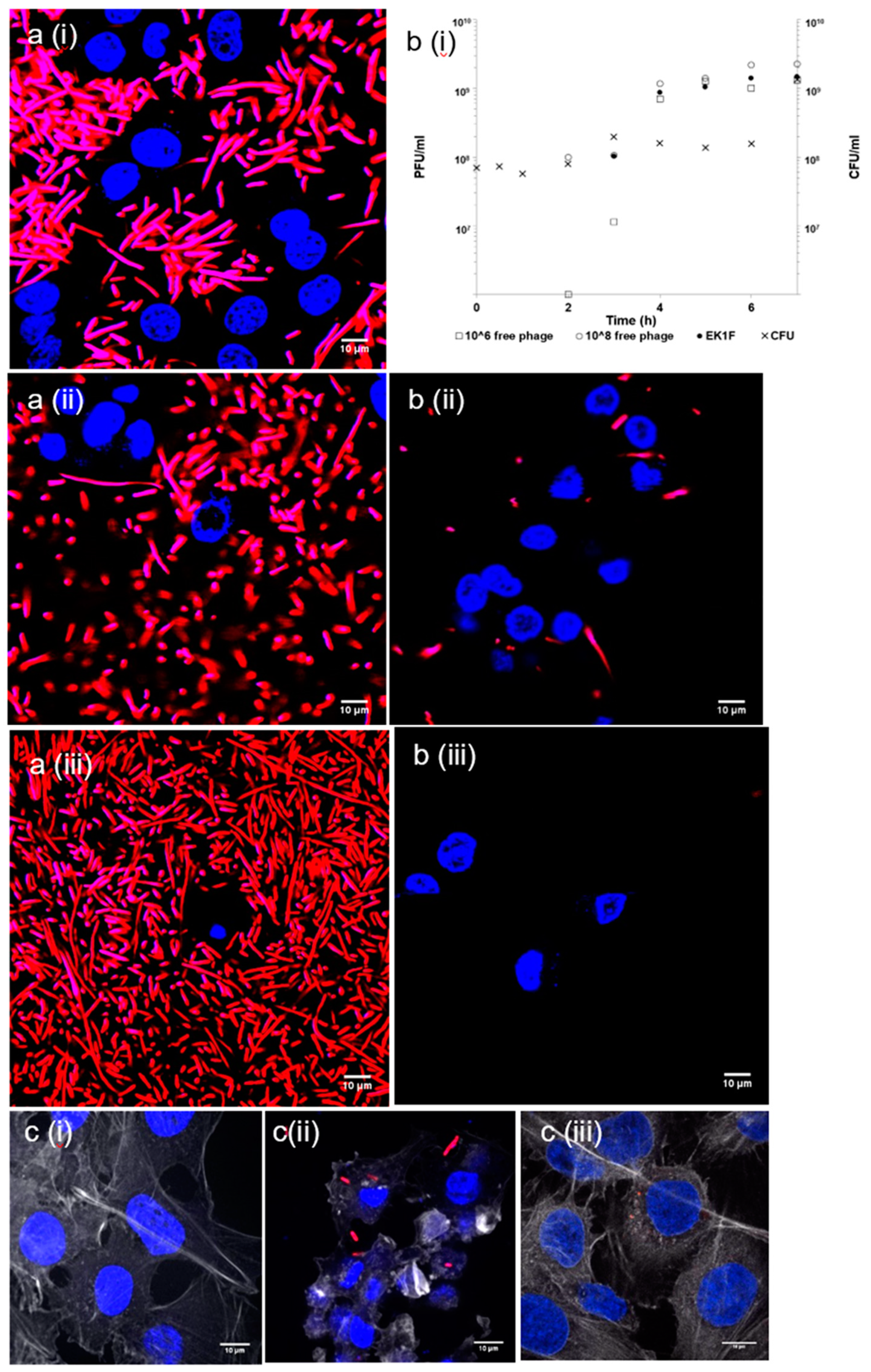 Pharmaceutics 11 00475 g008