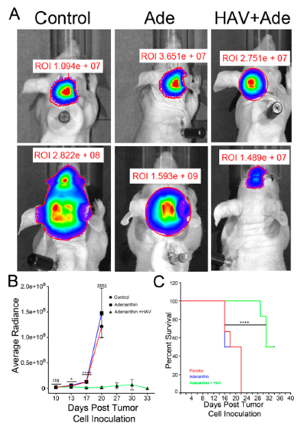 Pharmaceutics 11 00481 g005