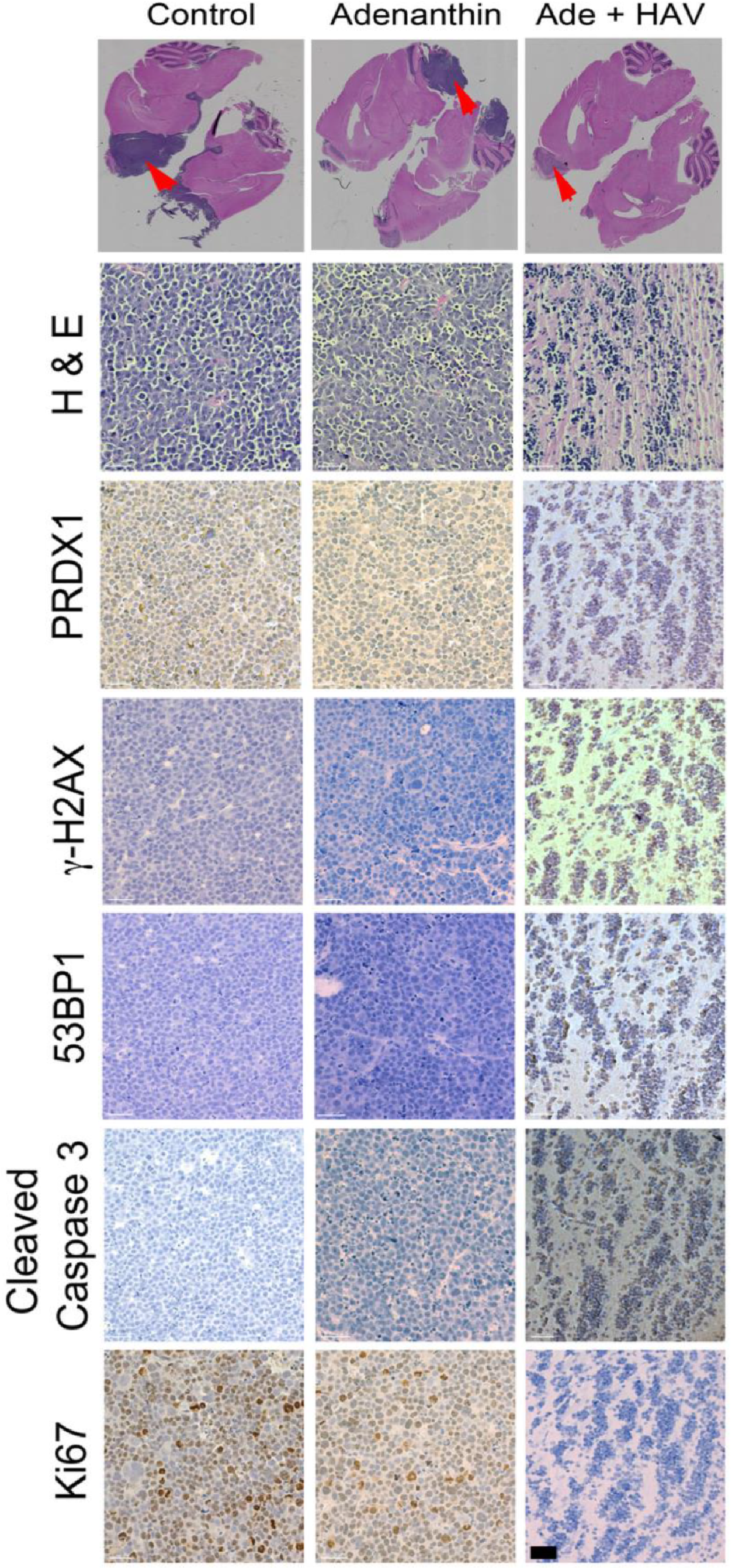 Pharmaceutics 11 00481 g006
