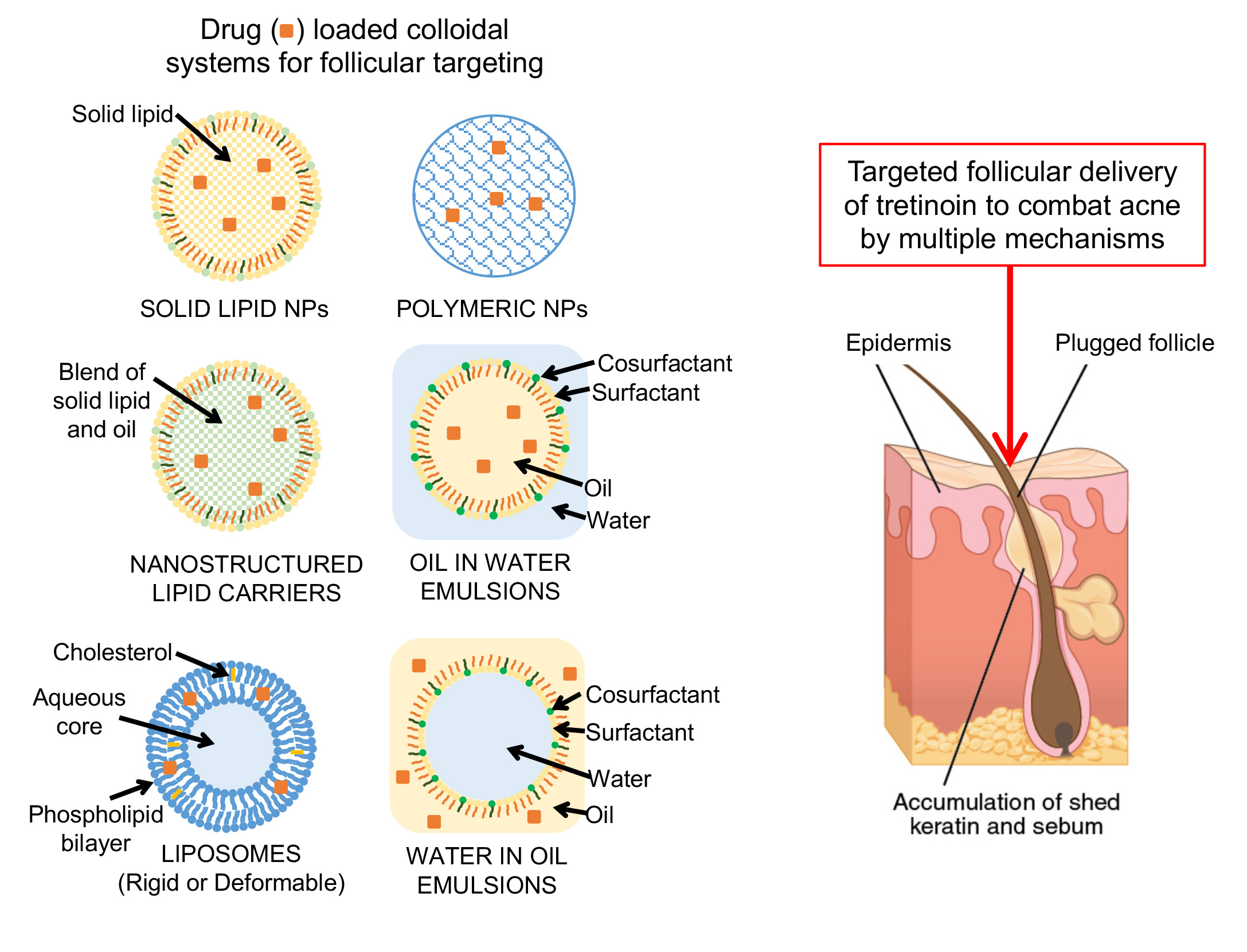 Pharmaceutics Free FullText Targeted Topical Delivery of Retinoids