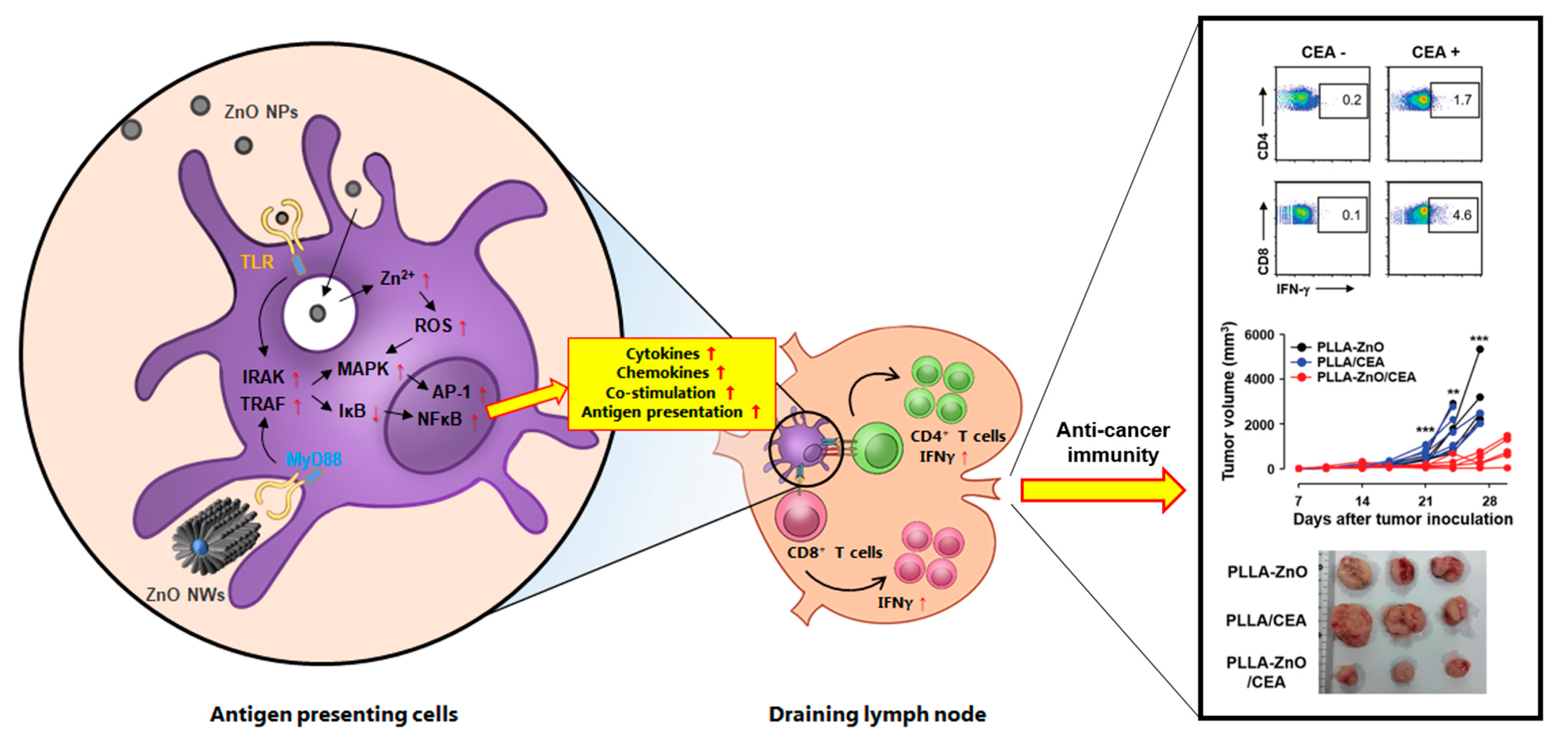 Pharmaceutics 11 00493 g003 Pharmaceutics 11 00493 g003