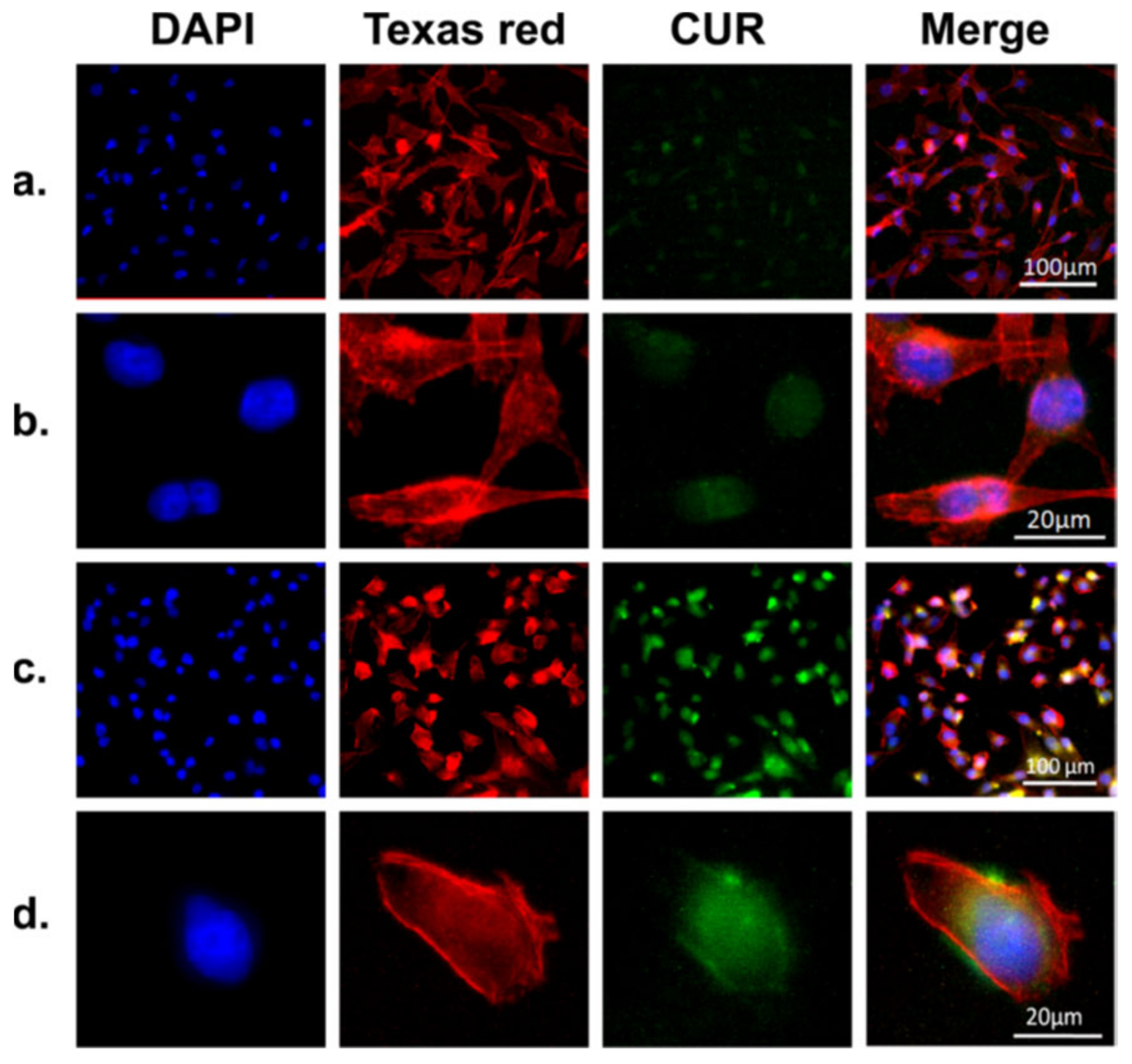 Pharmaceutics 11 00494 g005