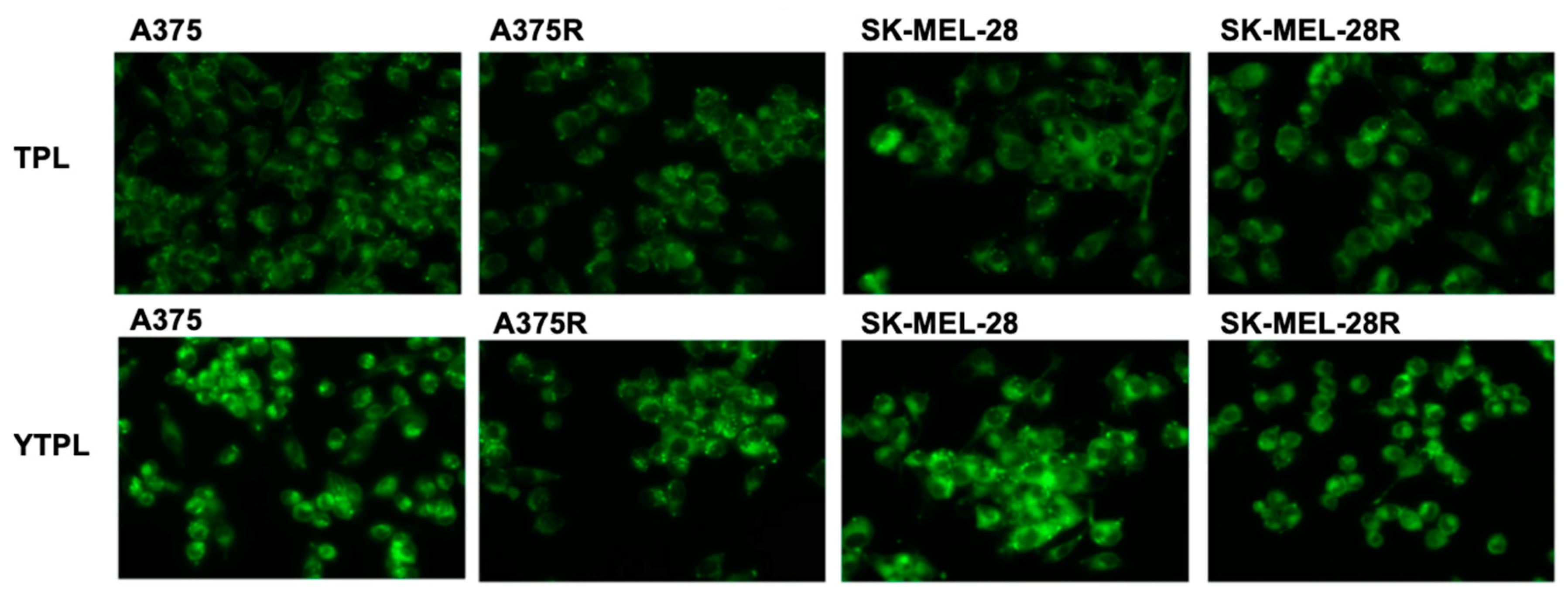 Pharmaceutics 11 00504 g006 Pharmaceutics 11 00504 g006