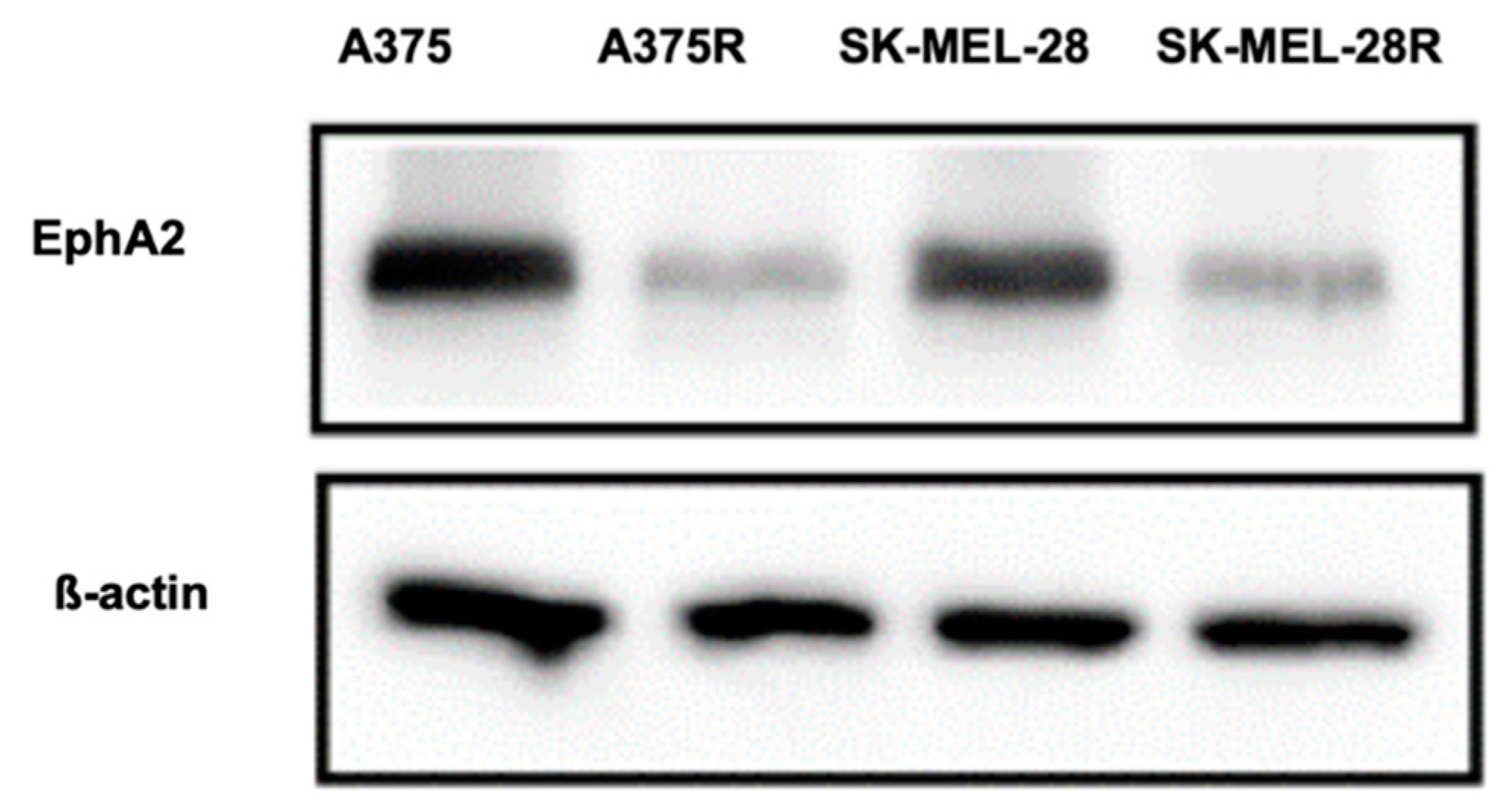 Pharmaceutics 11 00504 g008 Pharmaceutics 11 00504 g008
