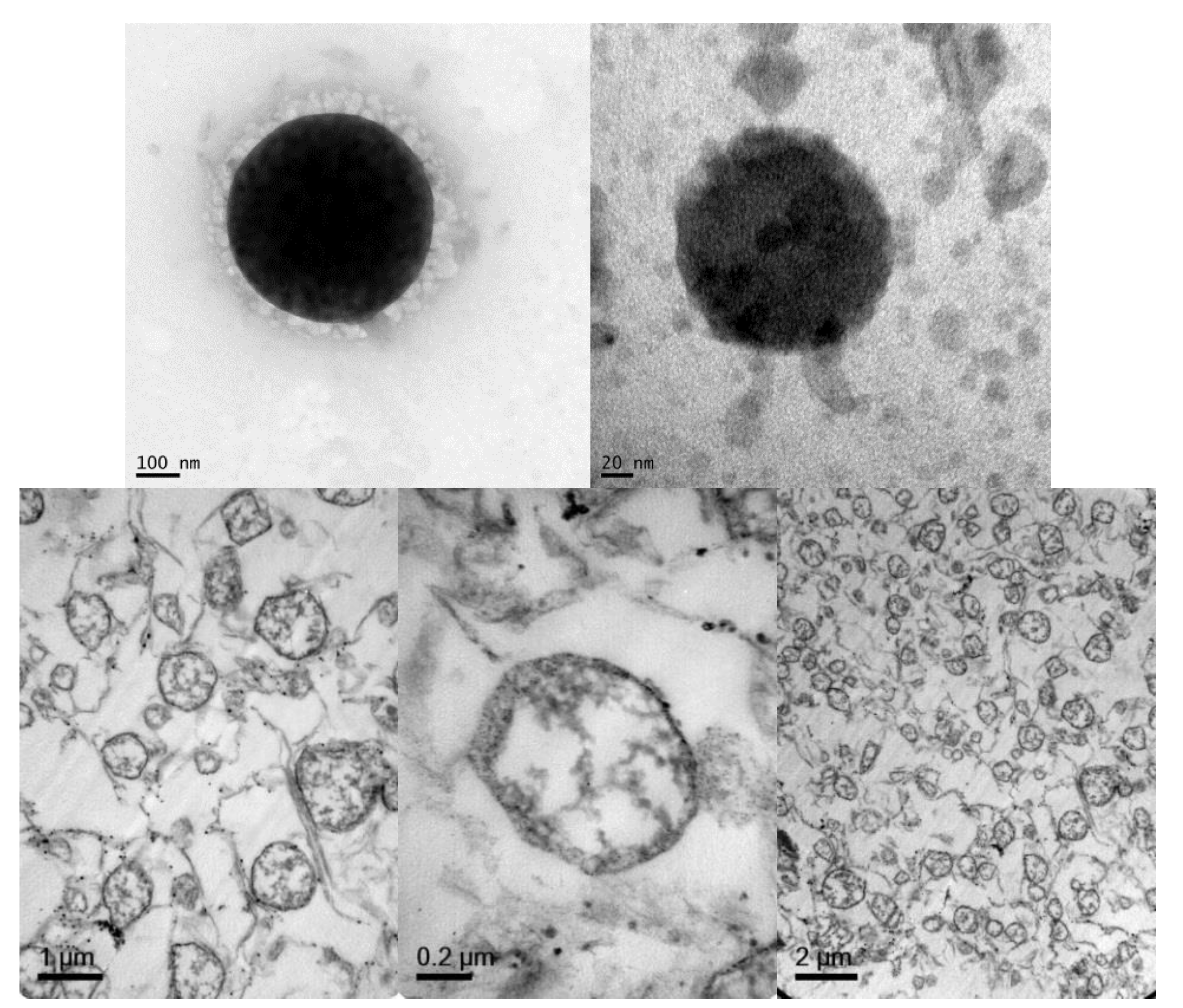 Pharmaceutics 11 00522 g002