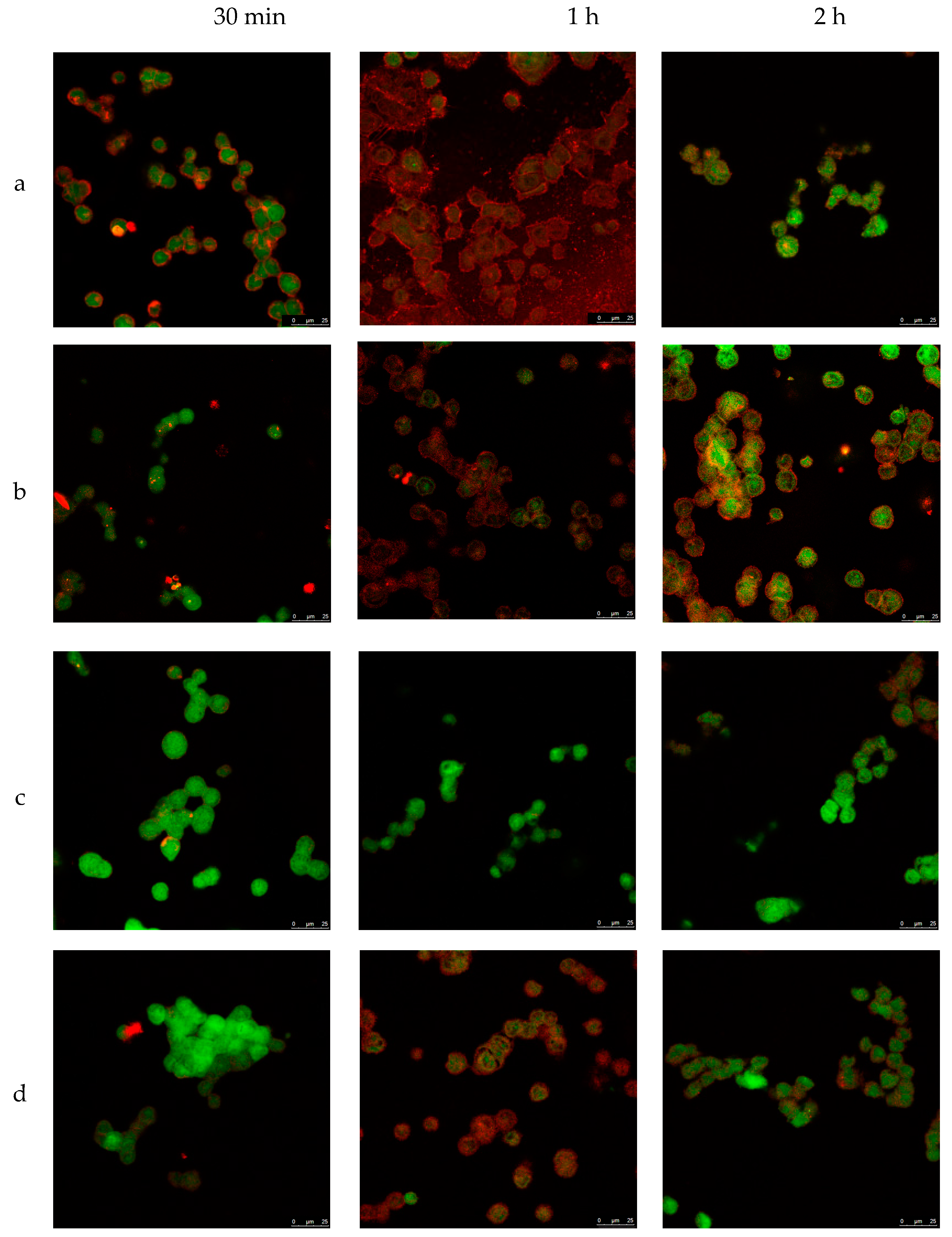 Pharmaceutics 11 00522 g005