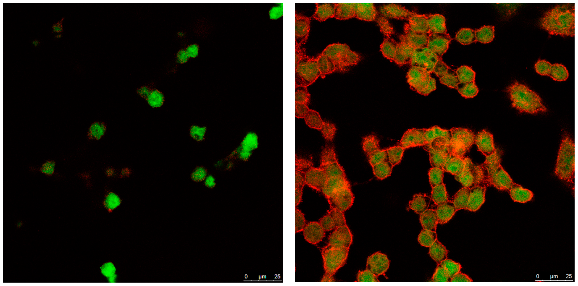 Pharmaceutics 11 00522 g006