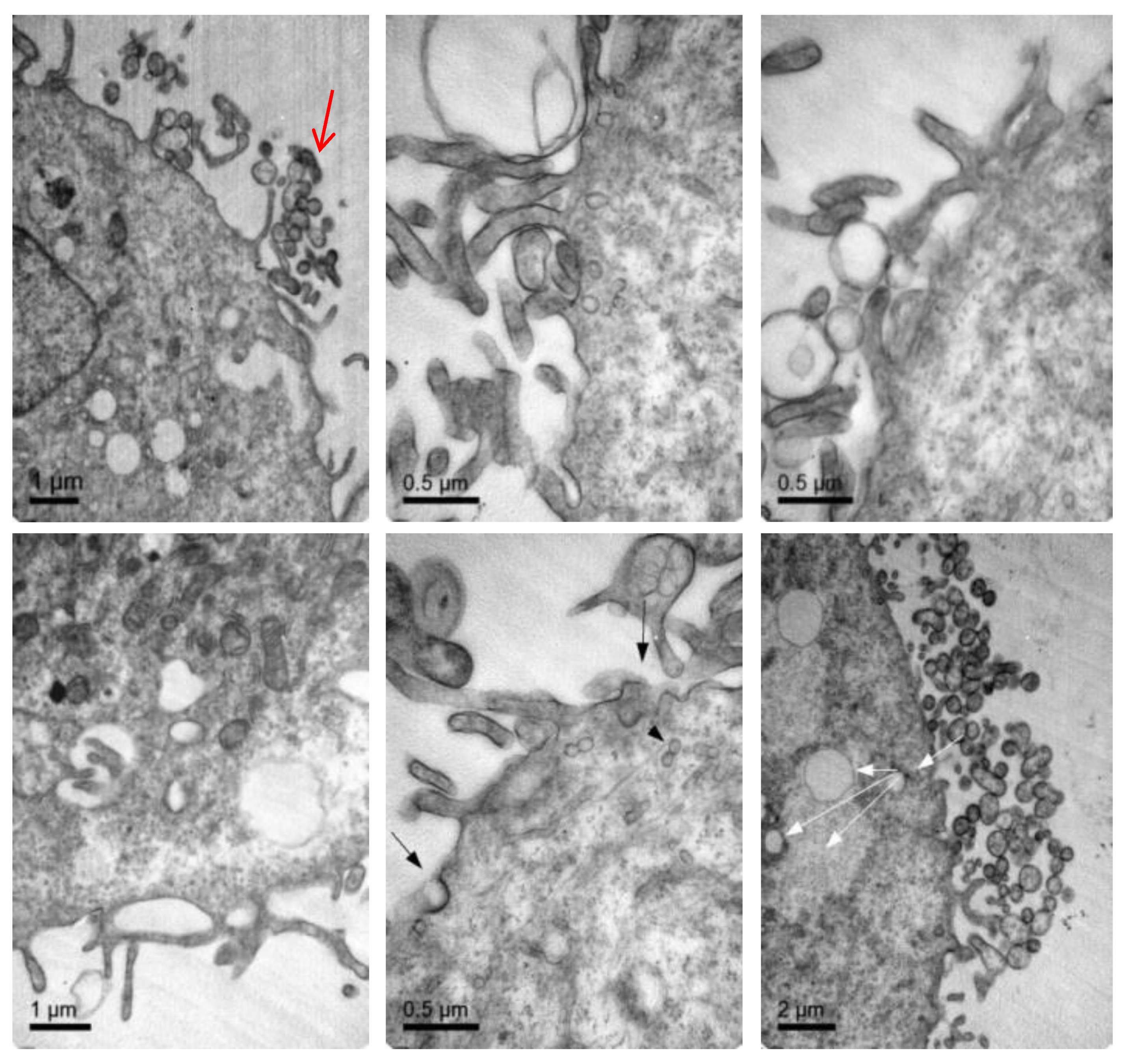 Pharmaceutics 11 00522 g007